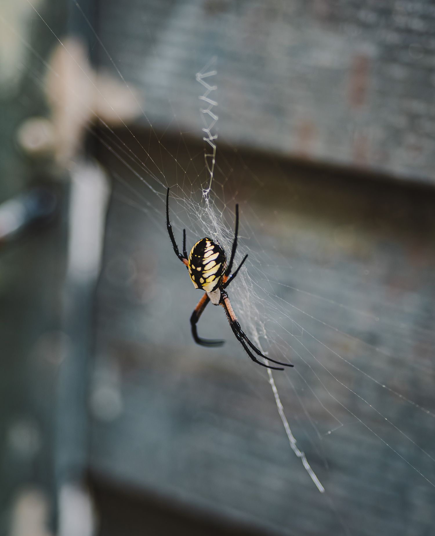A black and yellow garden spider sits in its web against a blurred natural background.