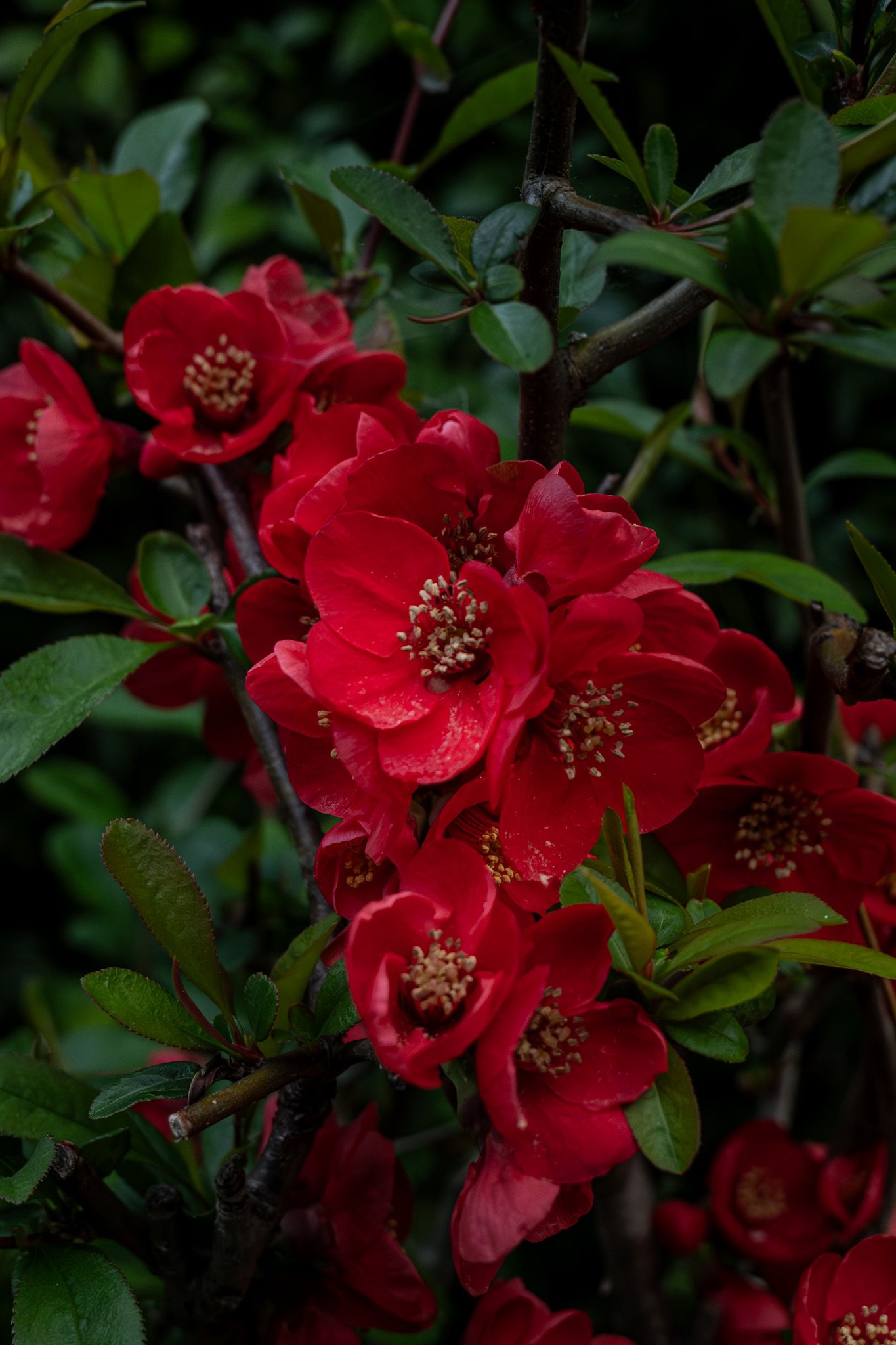 Vibrant red quince blossoms with golden stamens bloom densely among dark green leaves on woody branches.