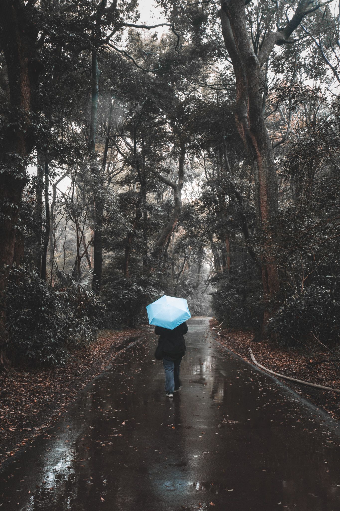 Person walking alone on a rain-soaked forest path holding a light blue umbrella on a misty, moody day.