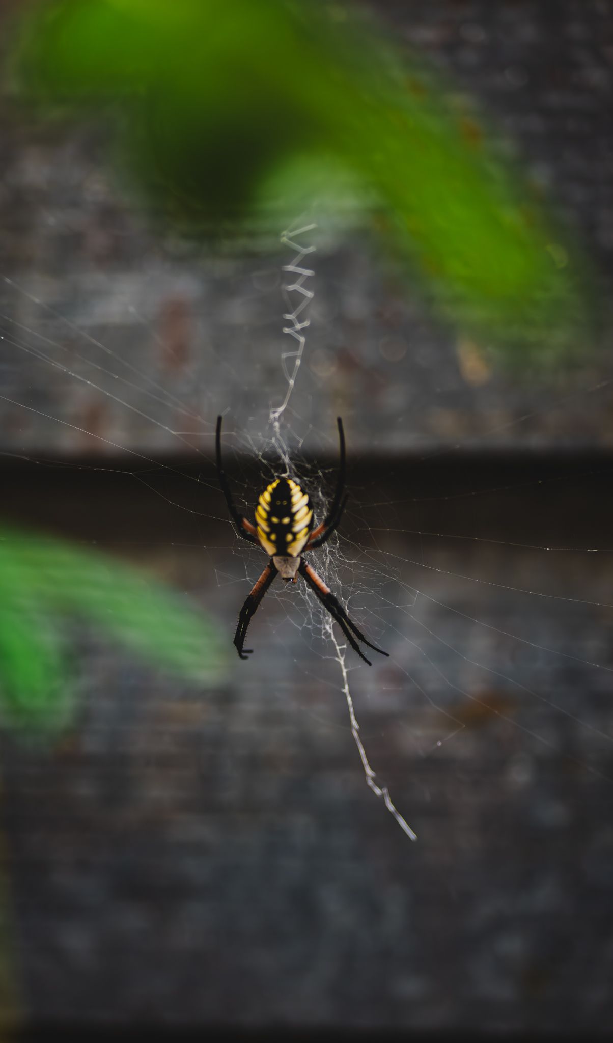 A yellow and black garden spider weaves an intricate web against a dark background with green foliage visible.