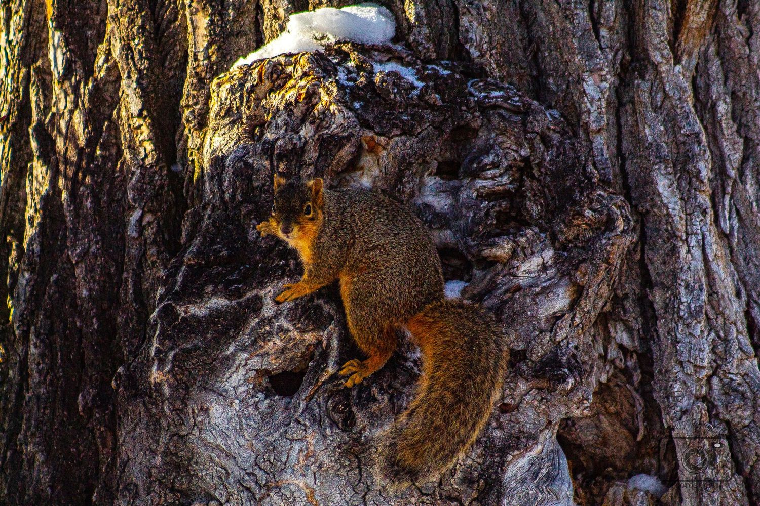 A squirrel perches on the textured bark of a large tree trunk while foraging for food.