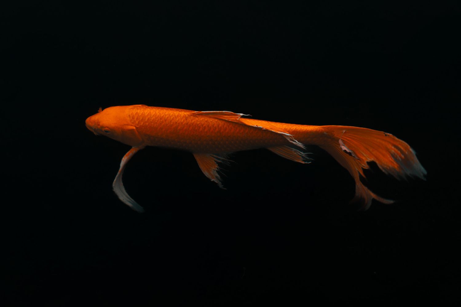 Vibrant orange koi fish swimming gracefully against a dark black background.