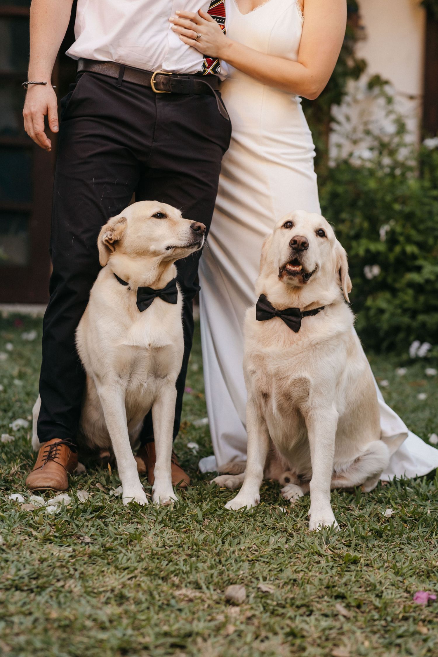 Two Labrador dogs wearing black bowties pose together with their owners in formal wedding attire on grass.