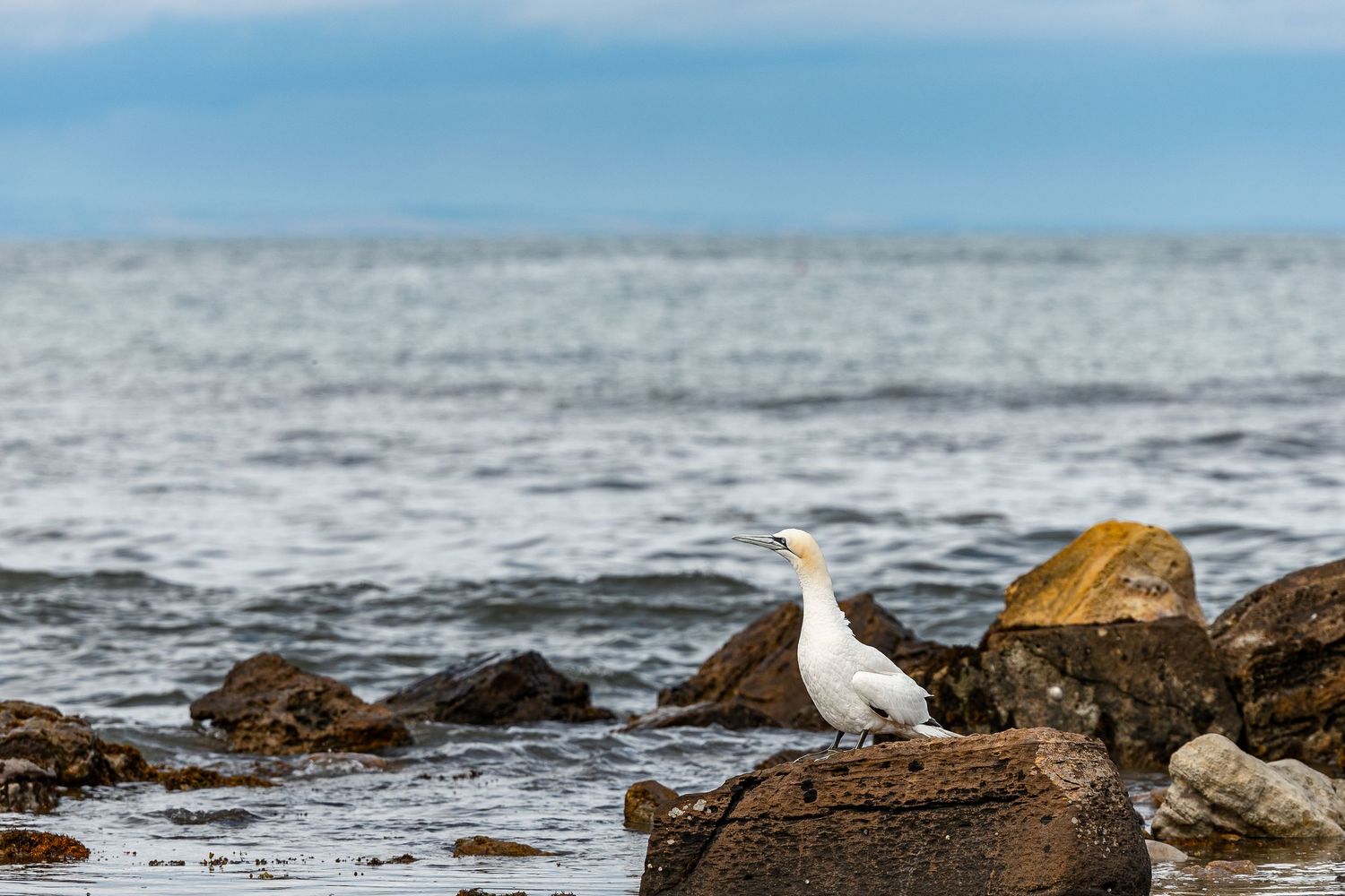 A white seagull perches on rocky coastal boulders with calm blue ocean waters stretching to the horizon.