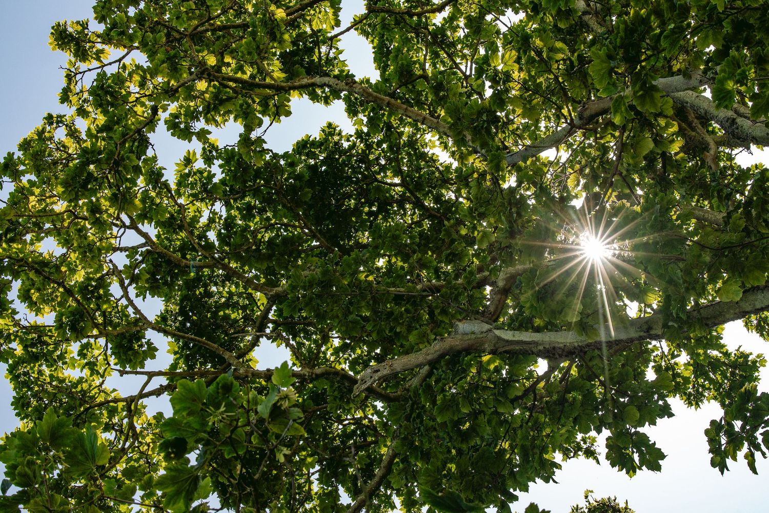 Sunlight bursts through lush green tree canopy at Kingsbarns Links.