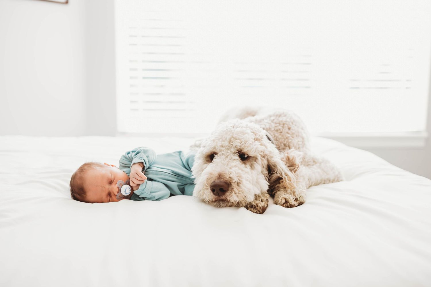 Newborn baby with a pacifier lying beside a fluffy curly white dog on a white bed.