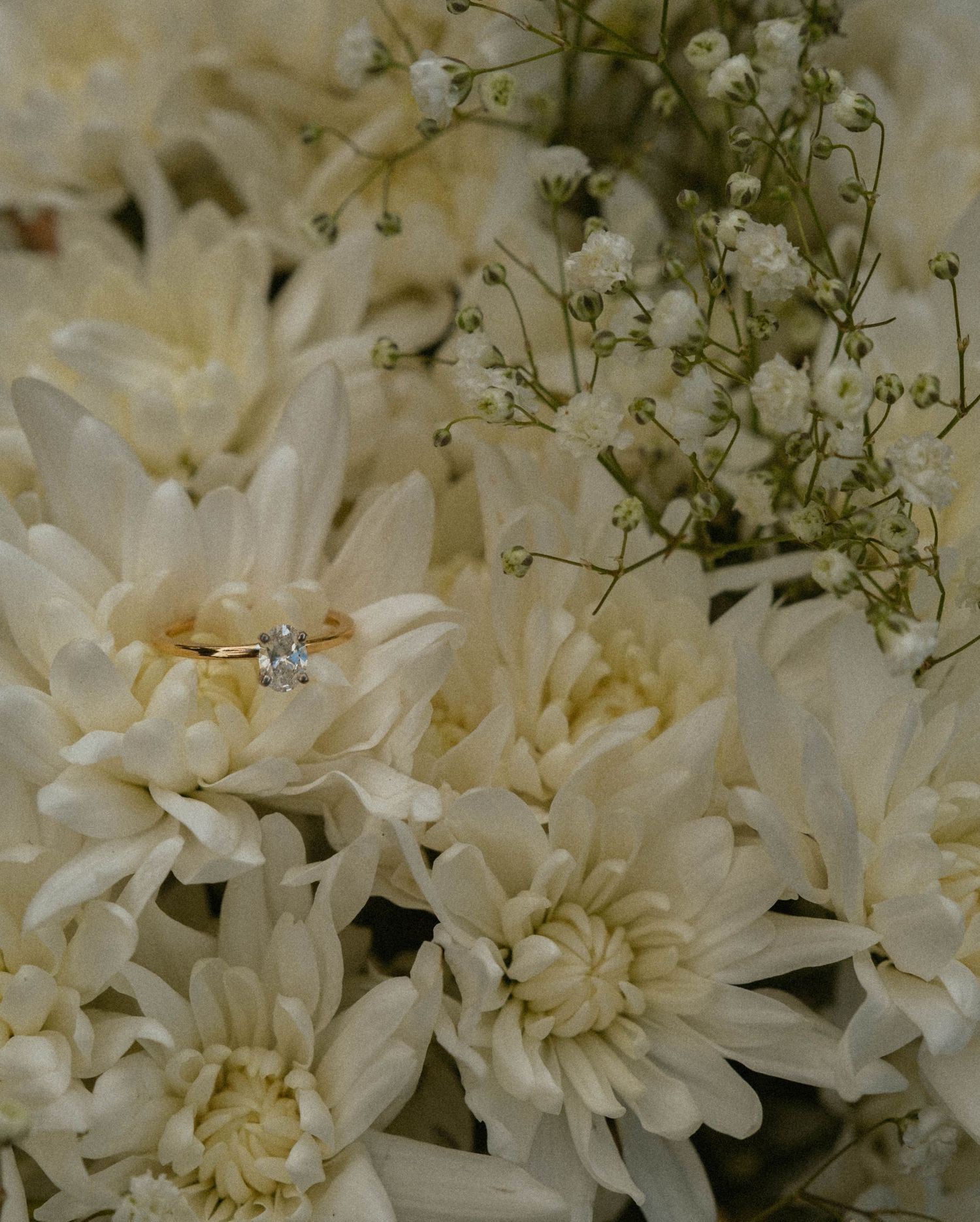 Close-up of white chrysanthemum flowers with delicate baby's breath accents.