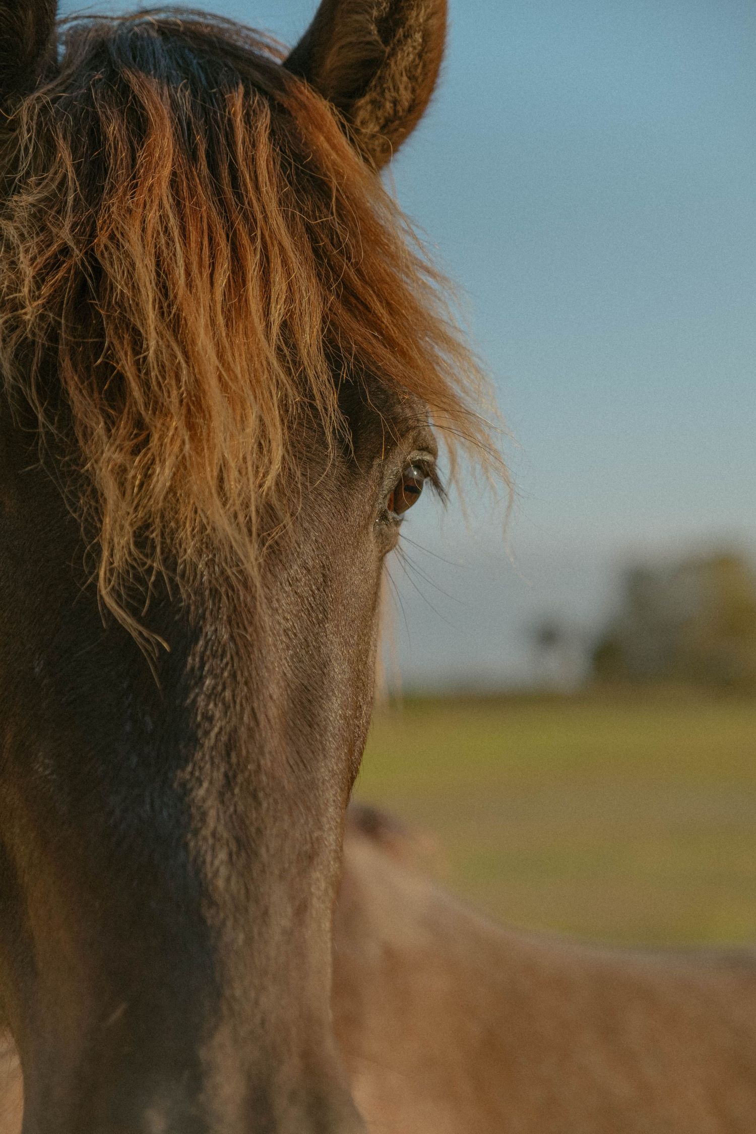 Close-up view of a brown horse's mane blowing in the wind against a soft blue sky background.