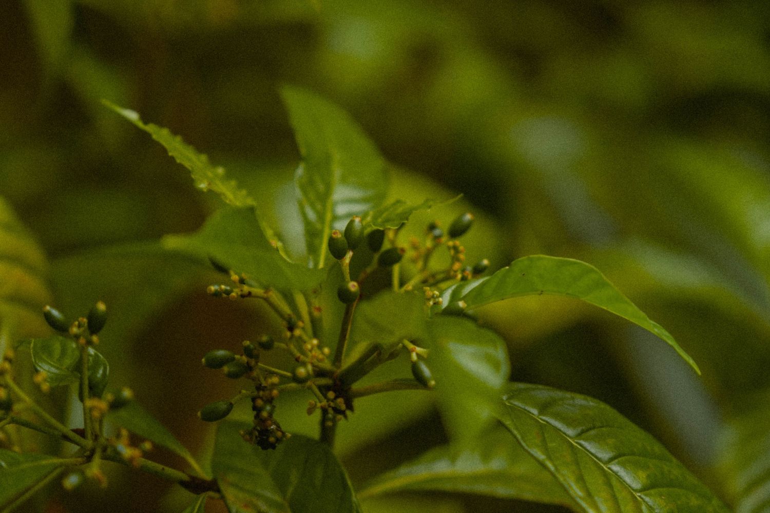 Close-up view of a green plant with tiny buds growing in a natural outdoor setting.