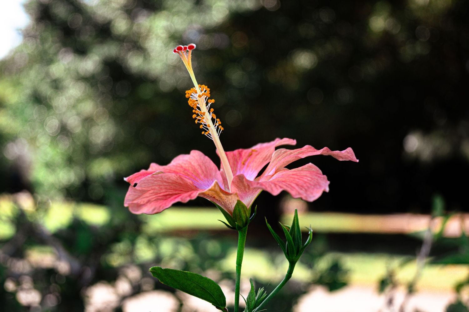 hibiscus flower photography