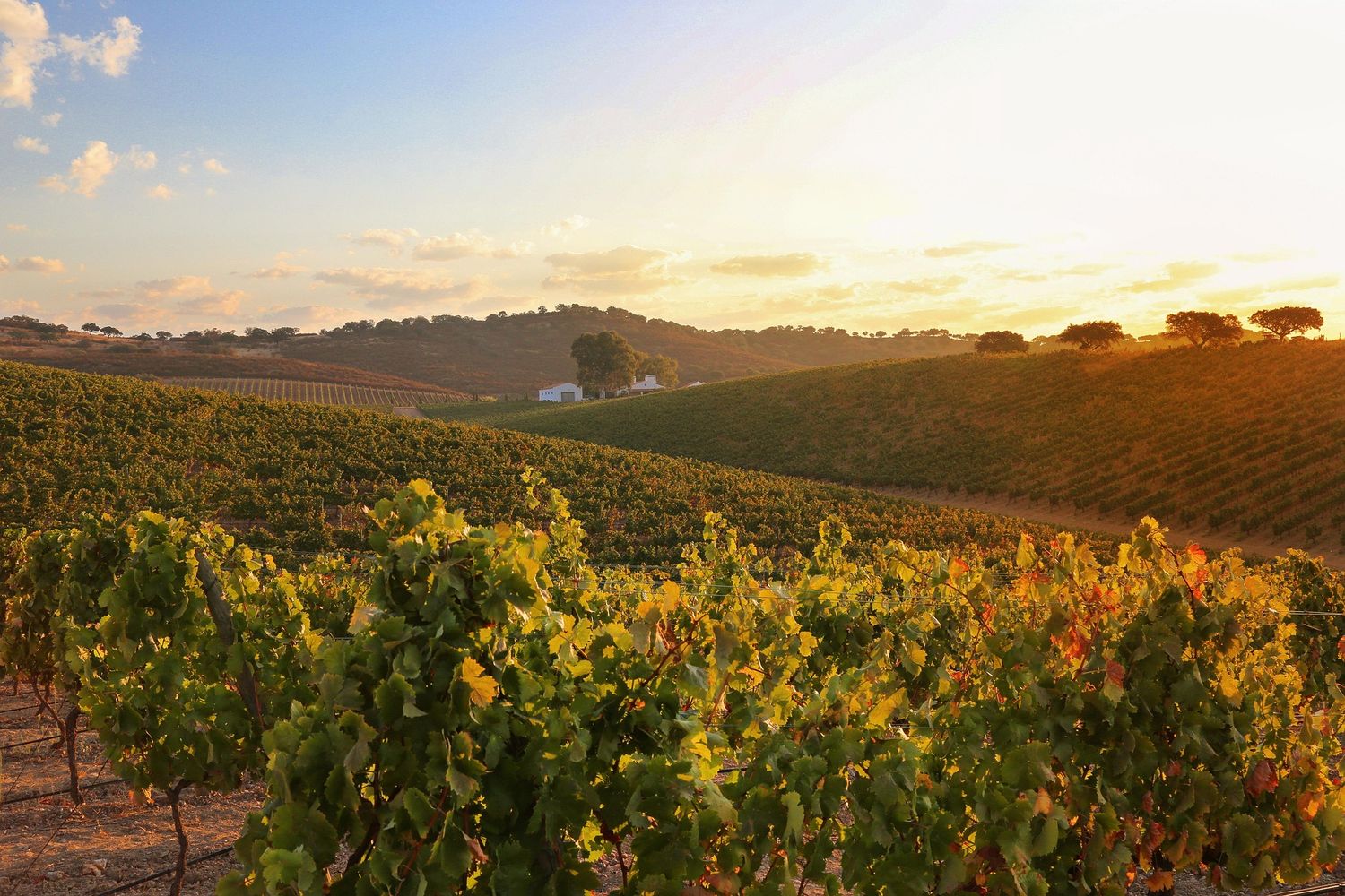 Golden sunset over lush vineyard rows with rolling hills and a farmhouse in the distance.