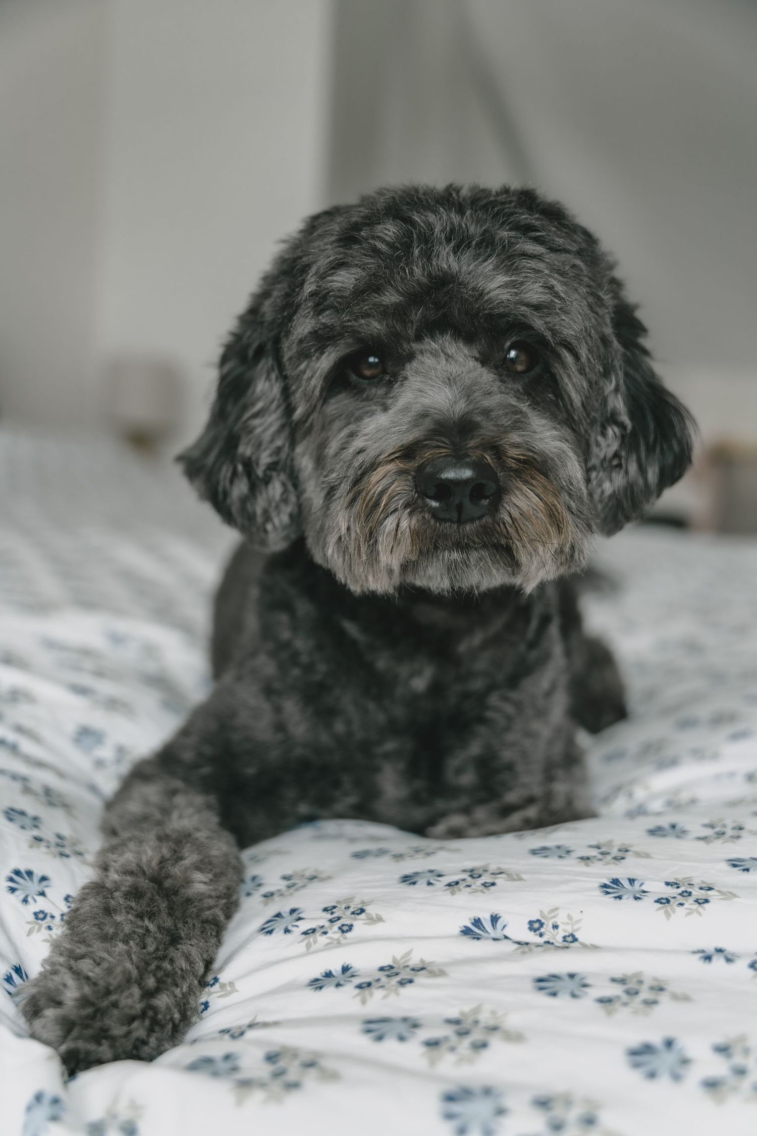 A fluffy gray Schnoodle dog resting on a white floral bedspread, looking directly at the camera.