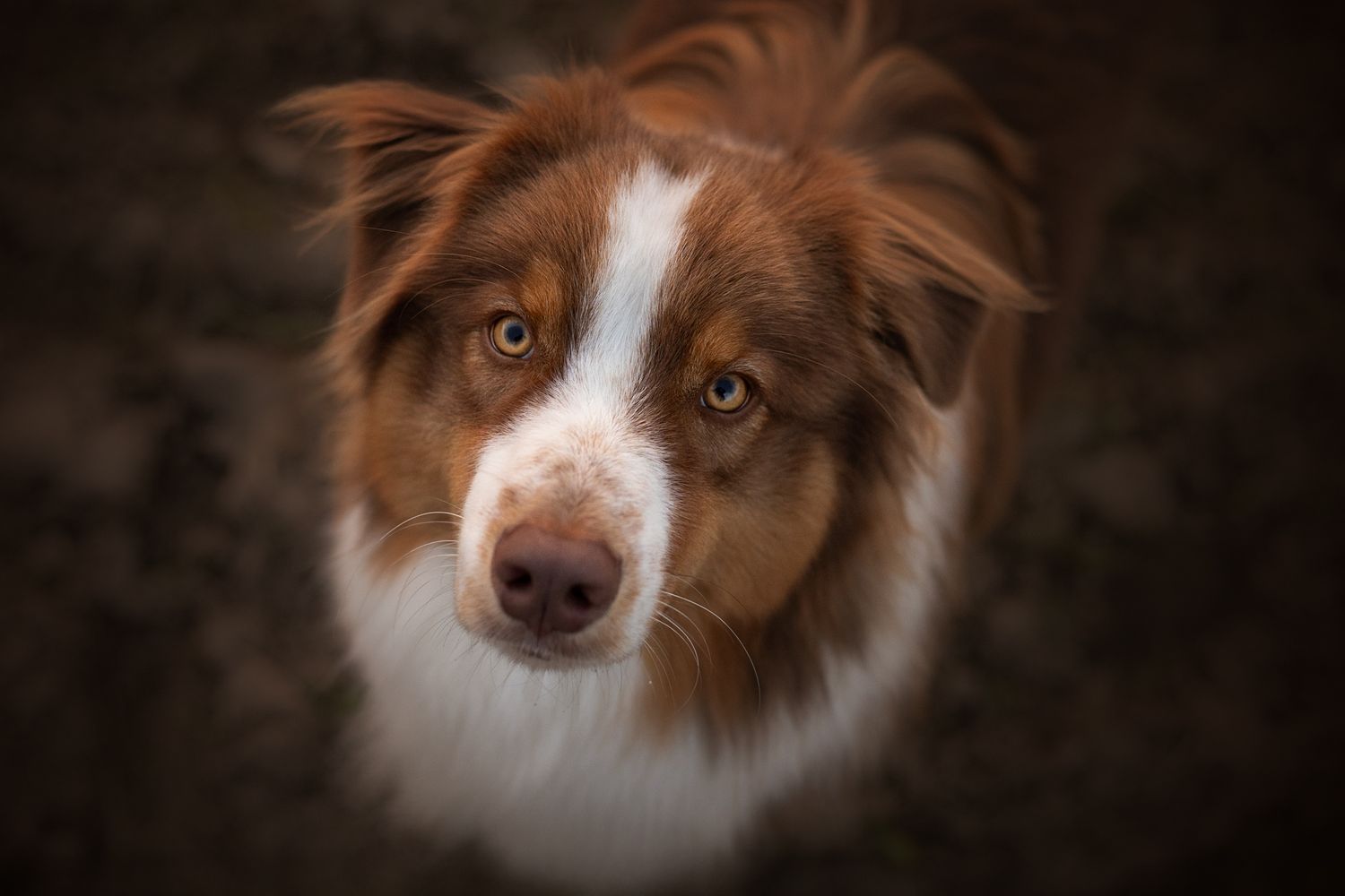 Portrait rapproché d'un Berger Australien rouge tricolore au regard intense, belle lumière douce