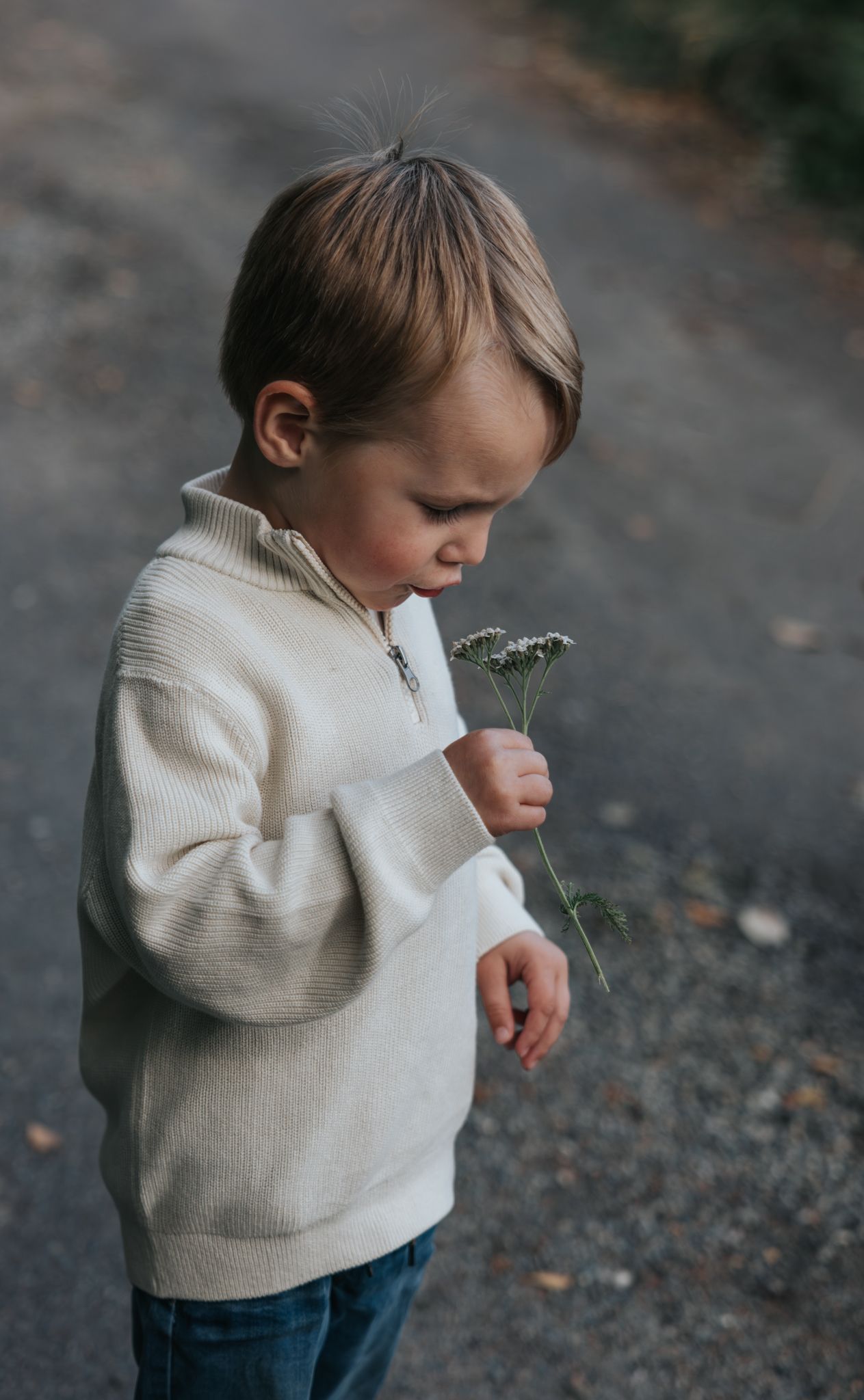 Curious toddler in cream sweater examines a delicate wildflower while standing on a gravel path outdoors.