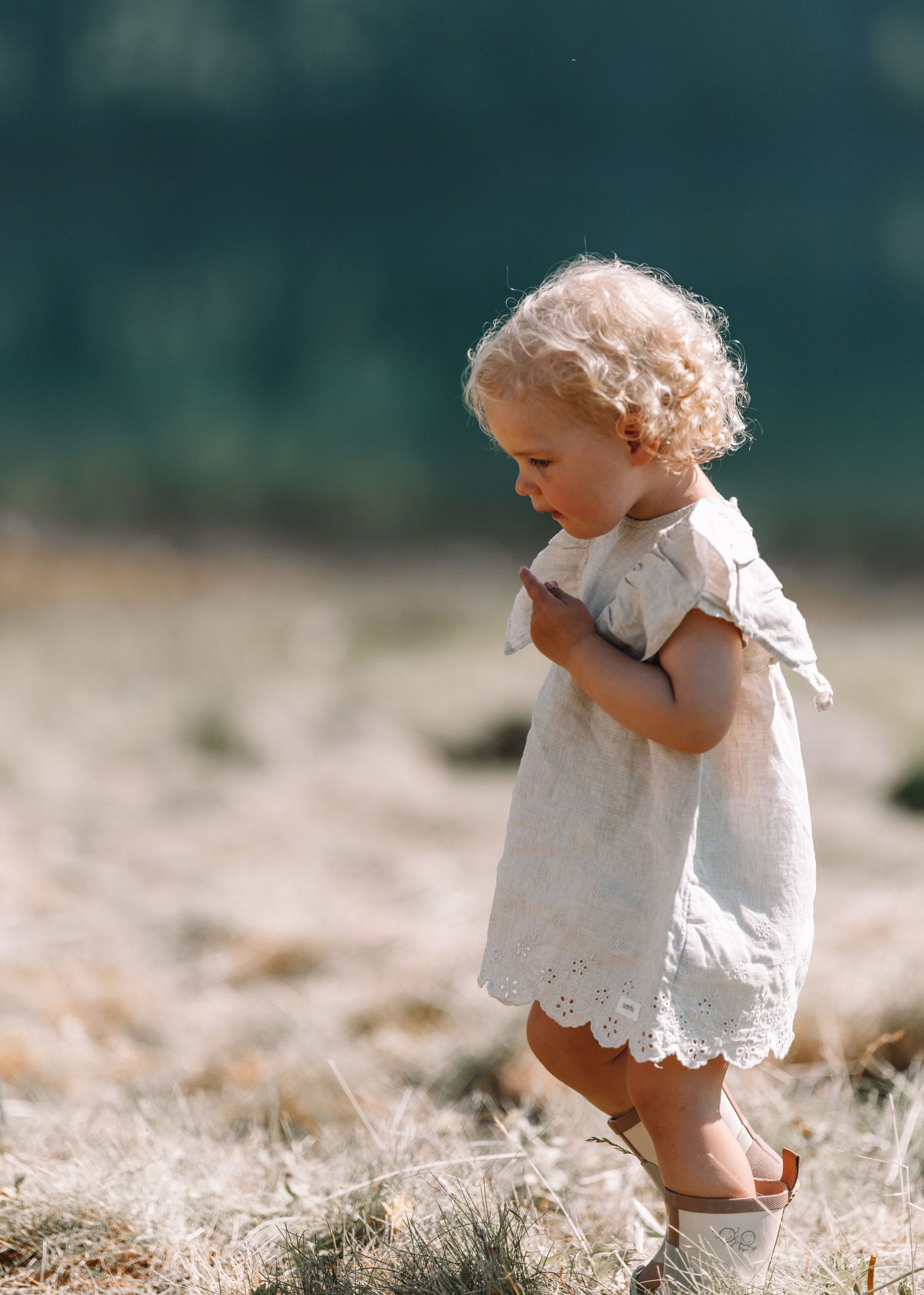 Adorable curly-haired toddler in white lace dress walks through a sunlit golden meadow.