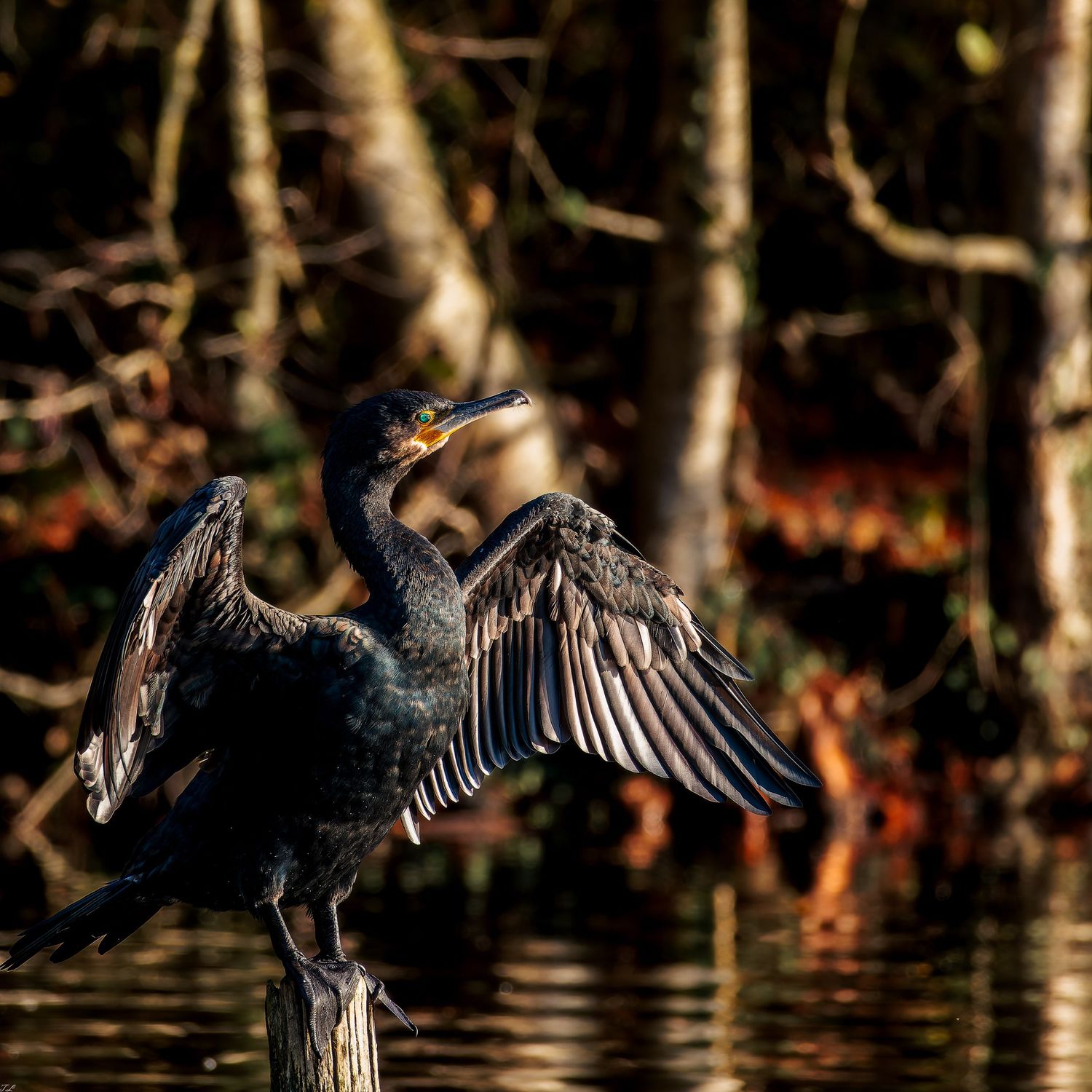 Cormoran huppé posé sur un poteau