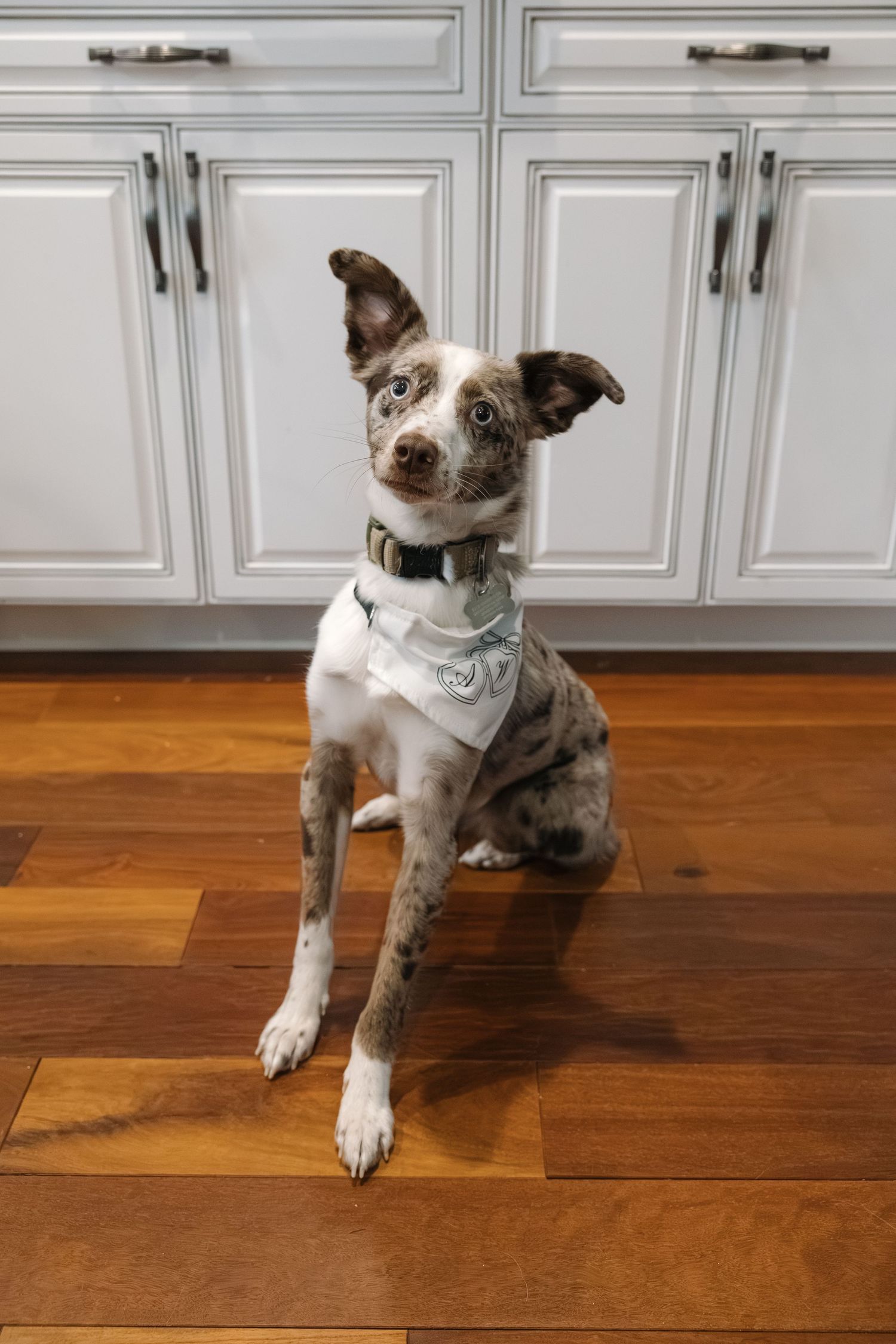 Adorable spotted puppy wearing white bandana sits on hardwood floor in front of white kitchen cabinets.