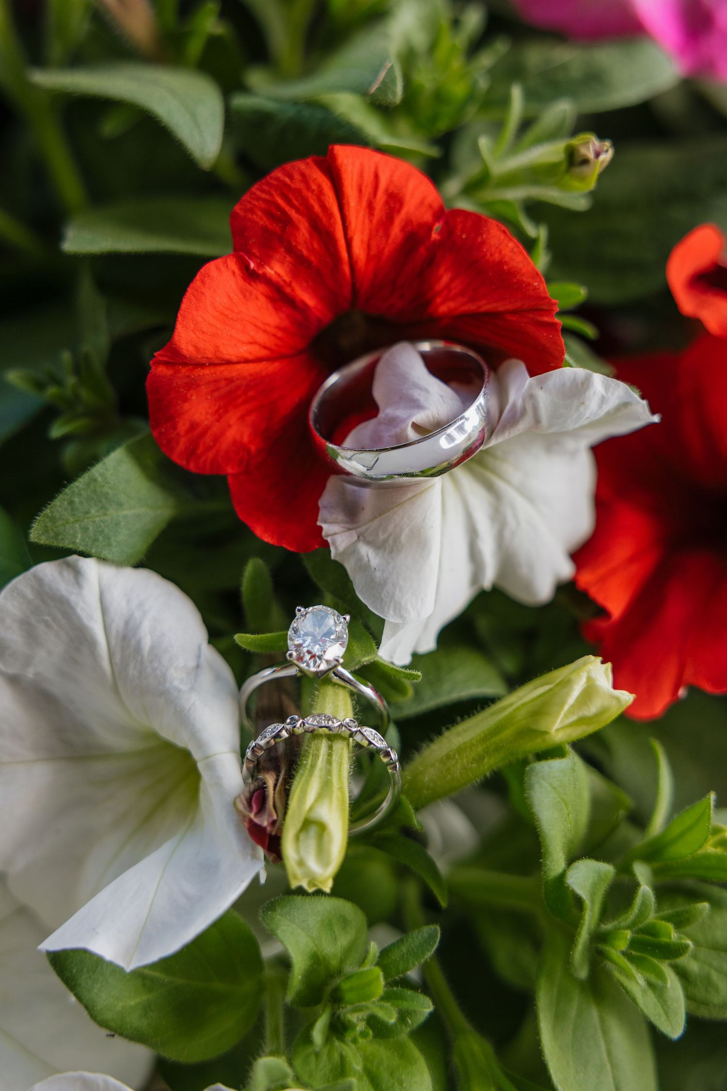 Diamond engagement ring and silver wedding bands displayed elegantly among vibrant red and white petunia flowers.