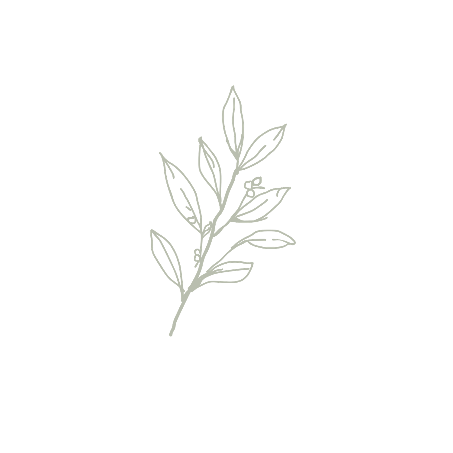Delicate line art illustration of an olive branch with leaves on a white background.