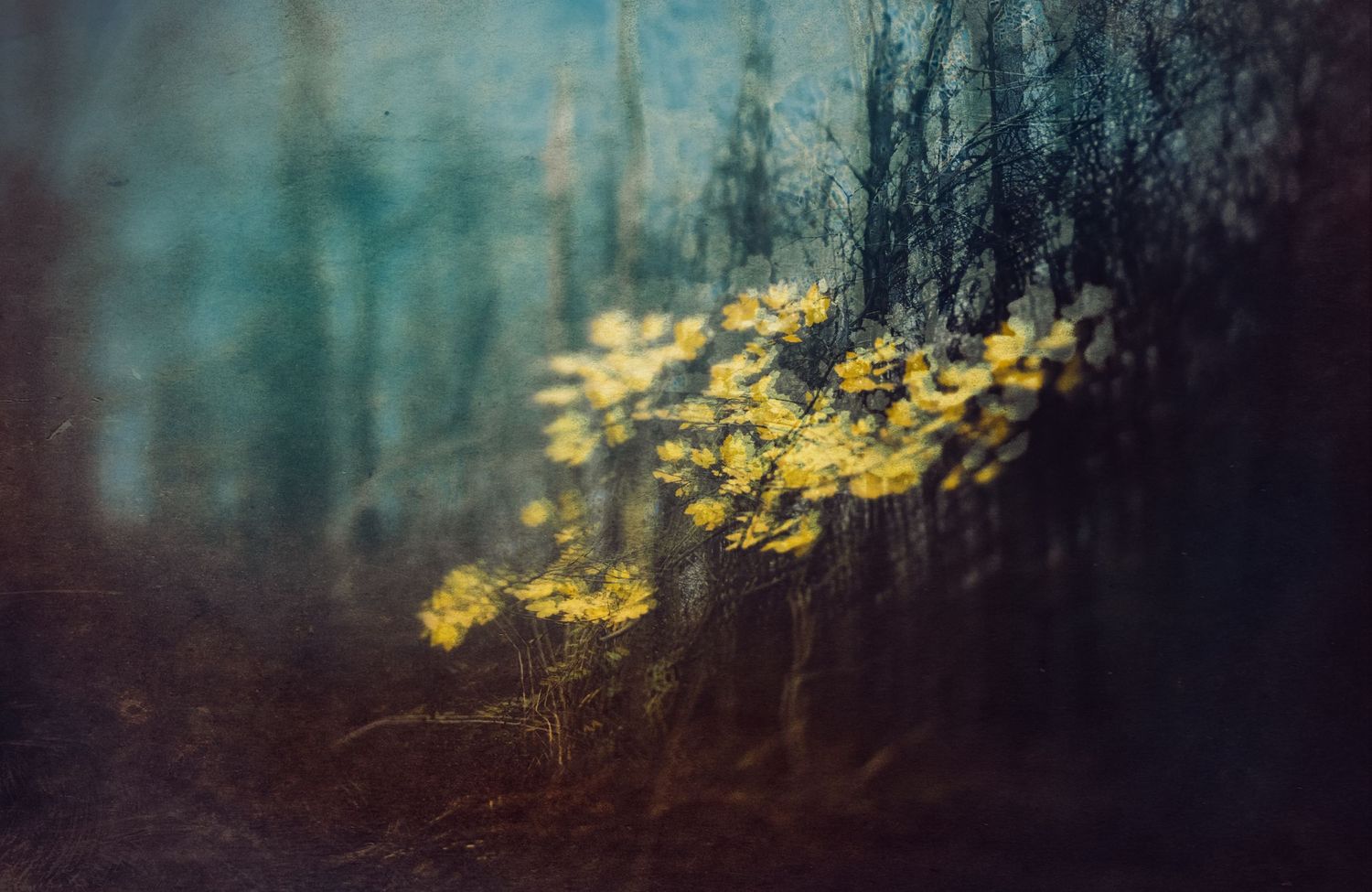 Kunstfotografi. Lys i skoven. Limited Edition