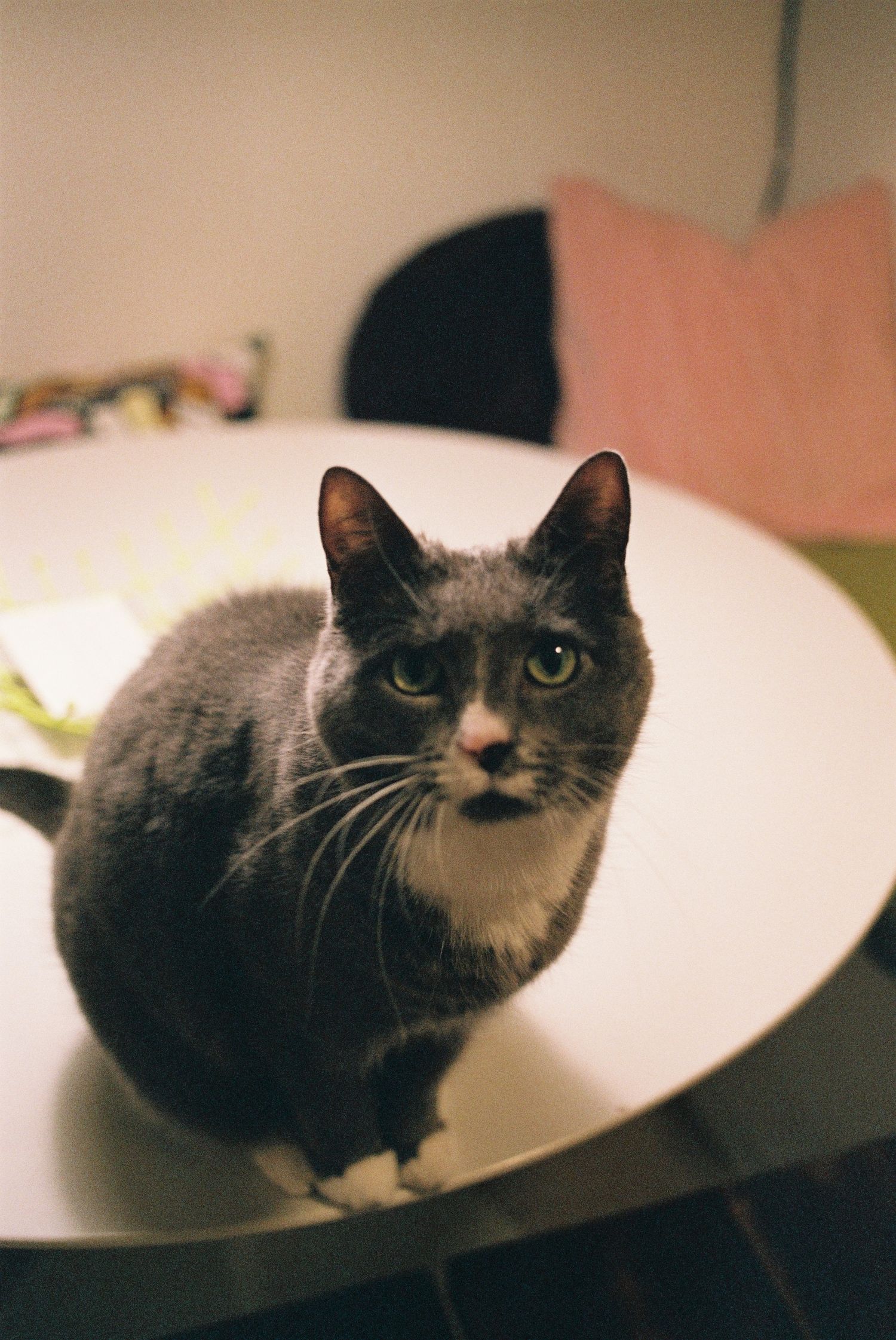 Grey and white cat sitting on a white round dining table captured on film.