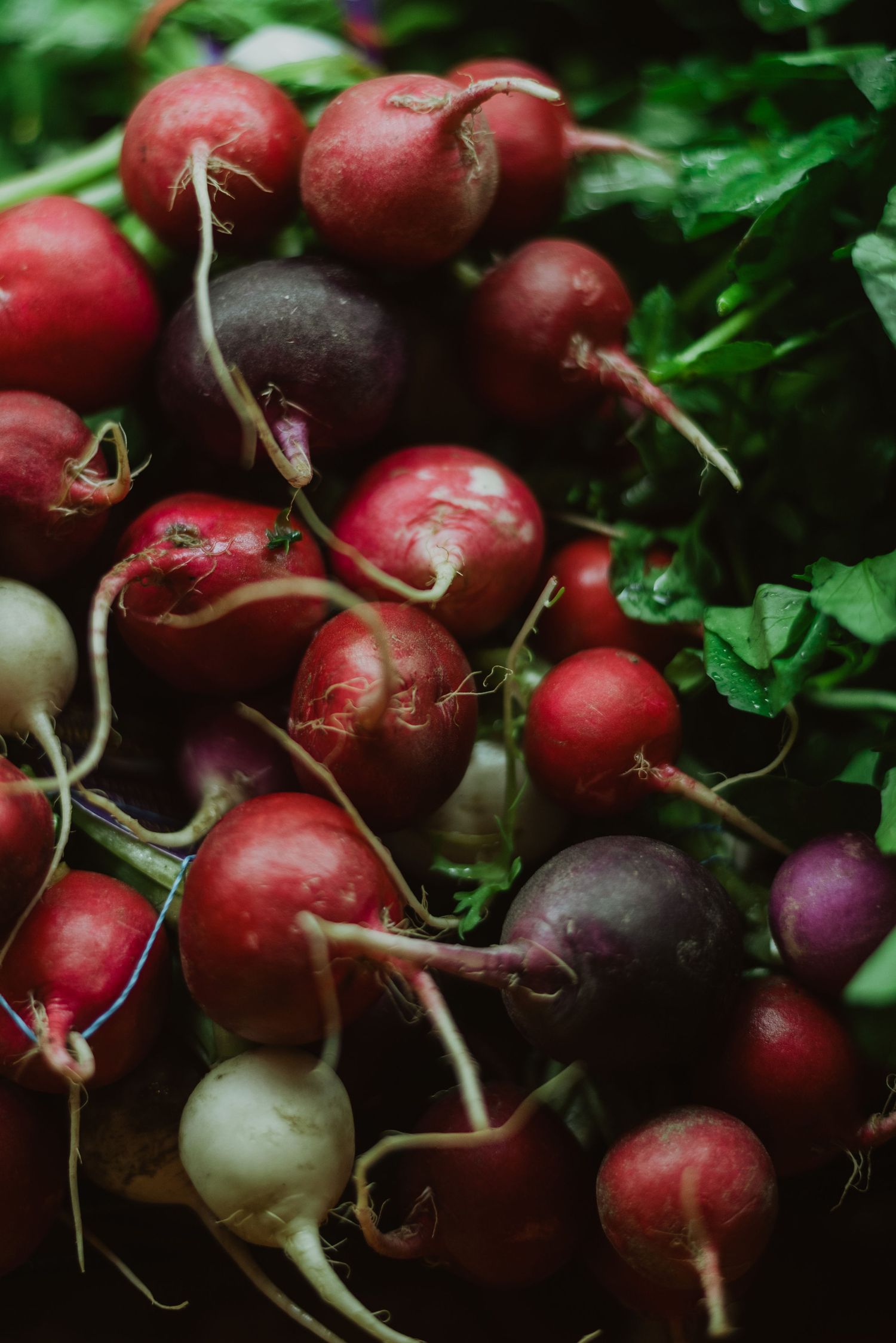 A colorful bunch of fresh mixed radishes in red, purple, and white varieties with green leafy tops on dark background.