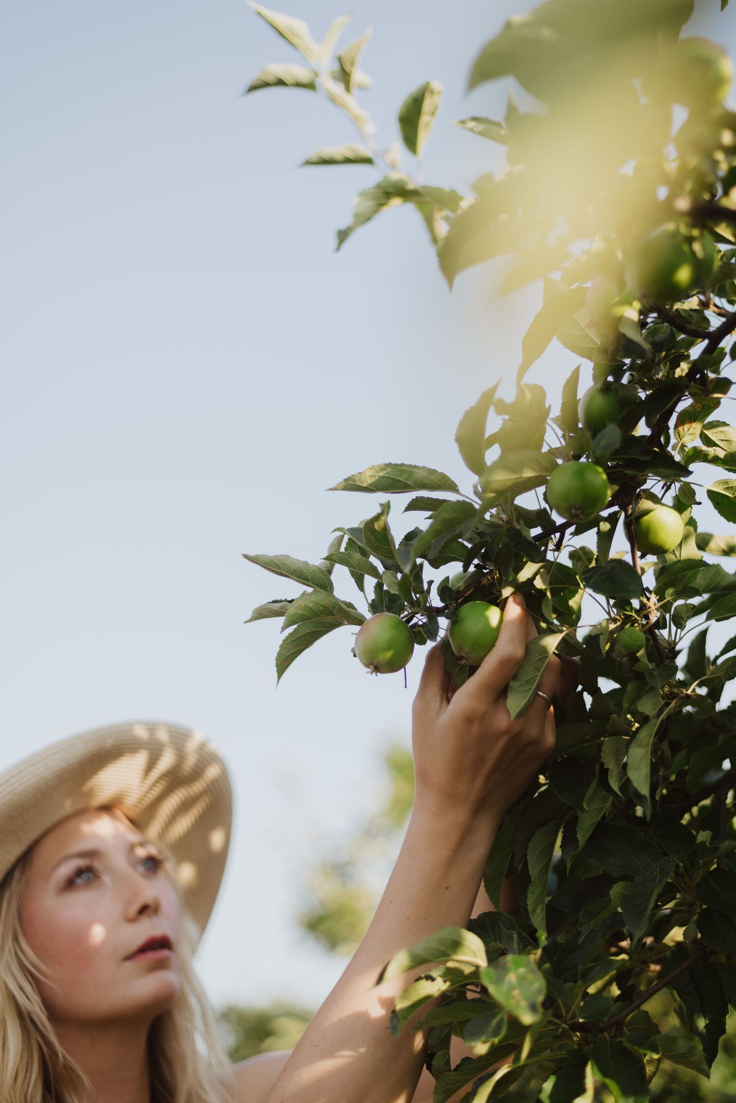 Woman in straw hat picking green fruit from a sunlit tree outdoors.