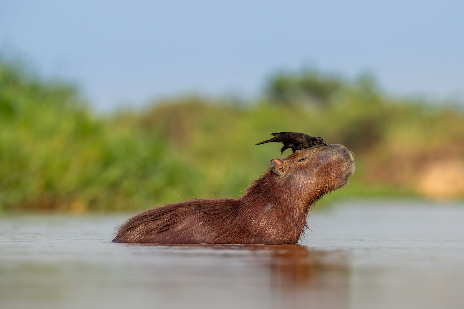 Capybara relaxing with a bird on its head