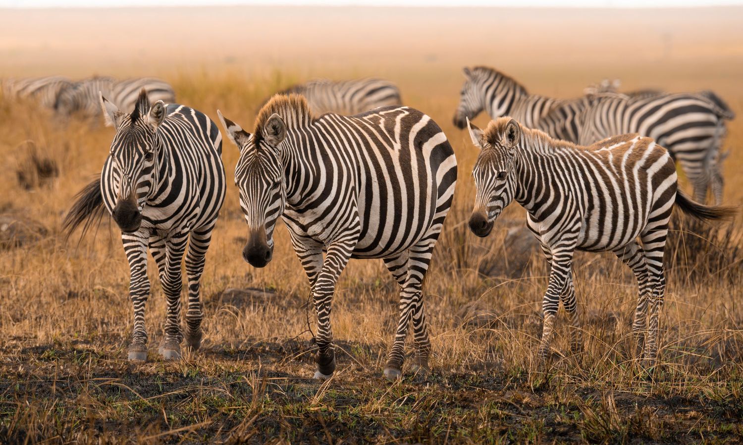 Zebras at sunset