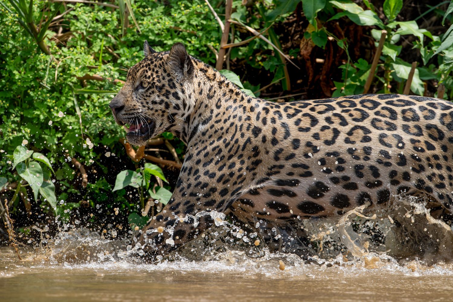 Jaguar splashing in the water