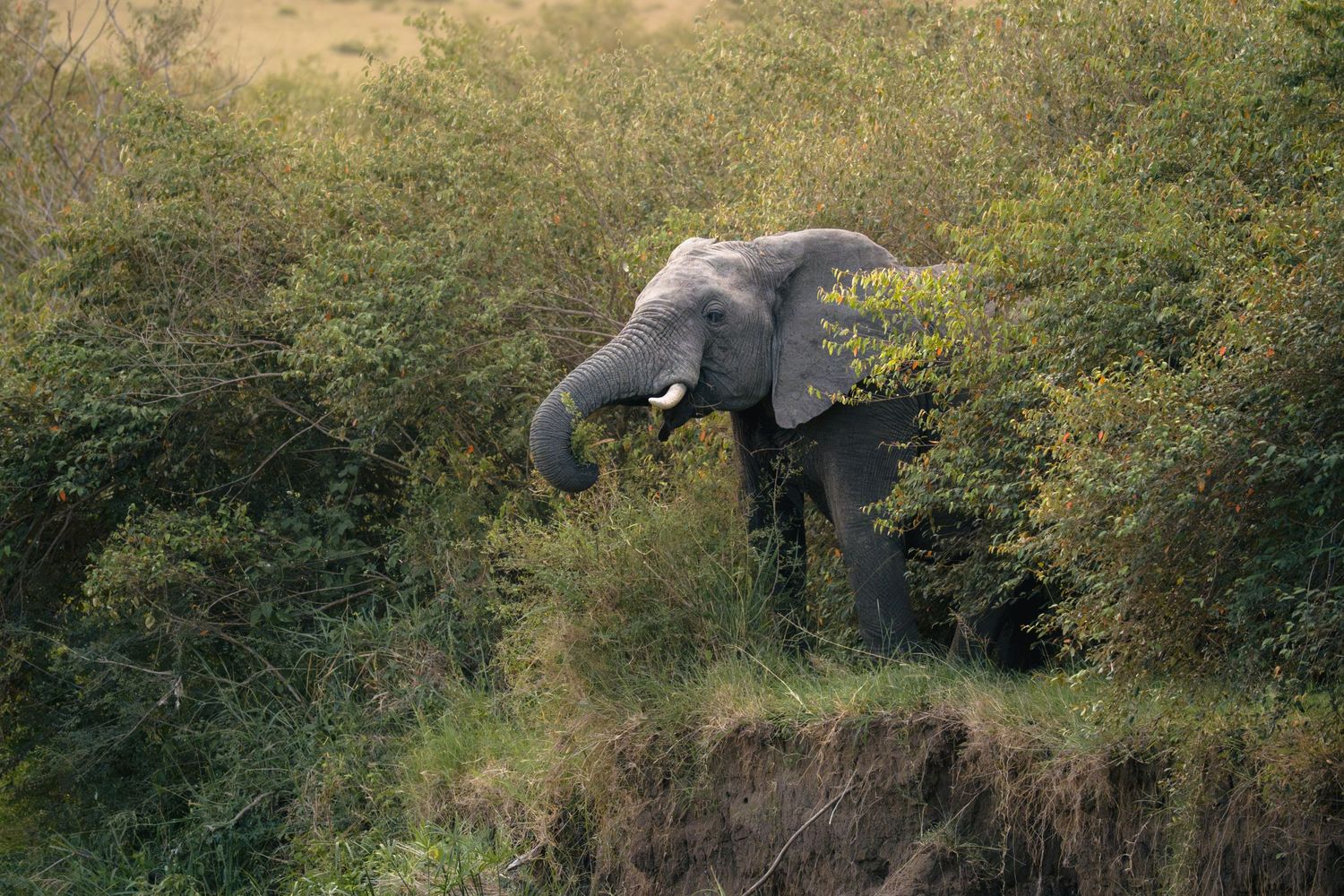 Elephant grazing on hill