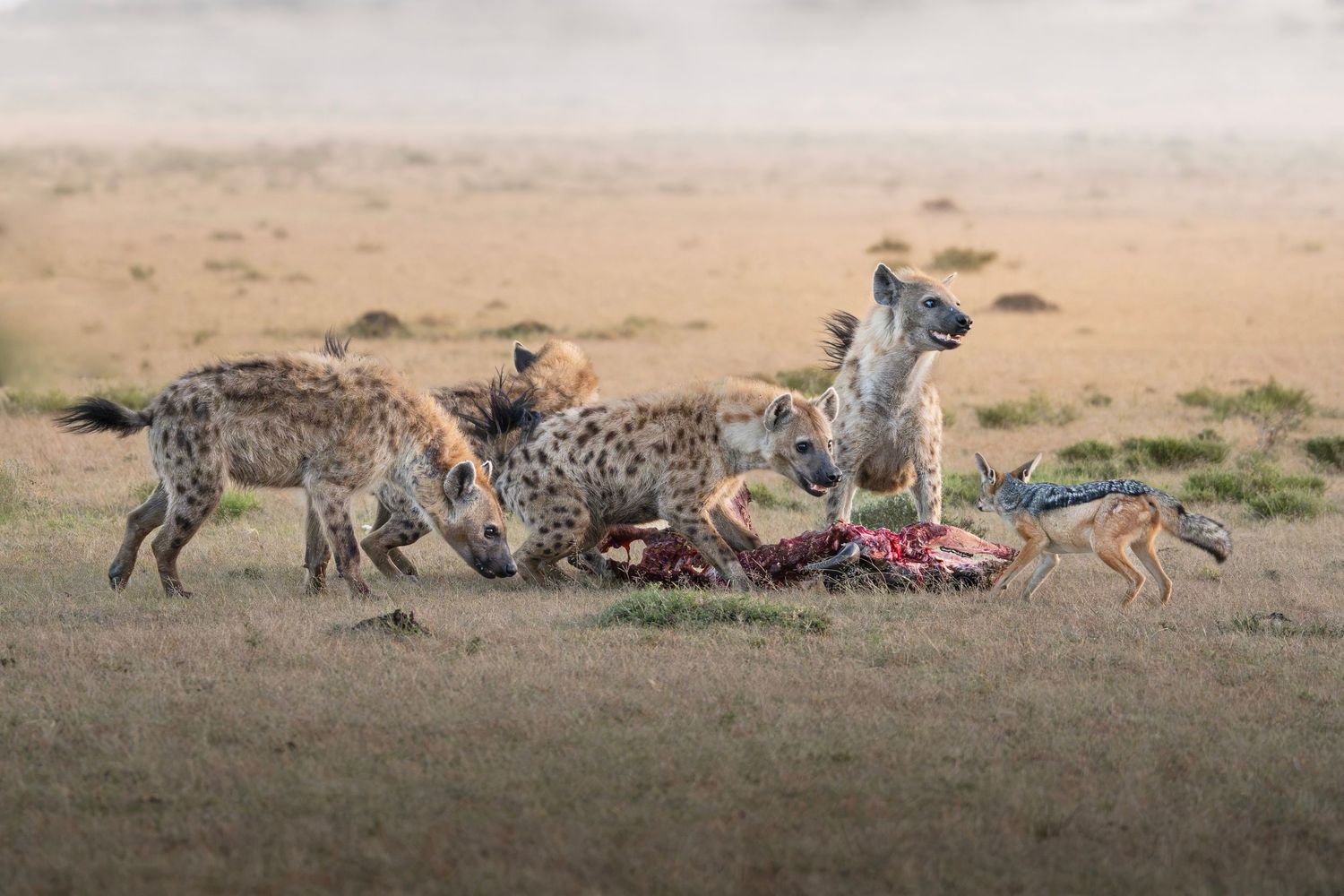 Hyenas eating carcass