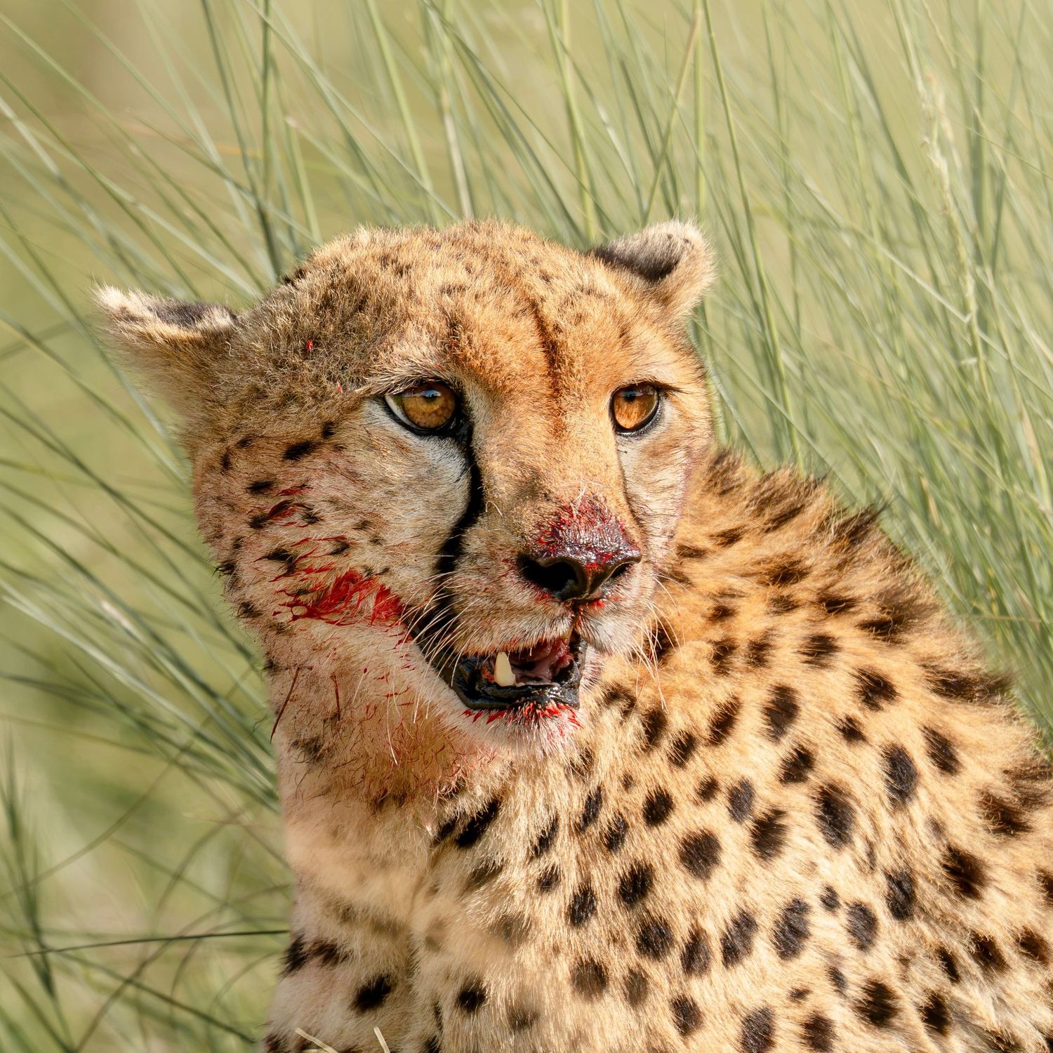 Cheetah with blood on face