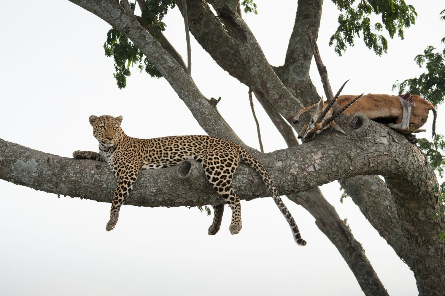 Leopard in tree with kill
