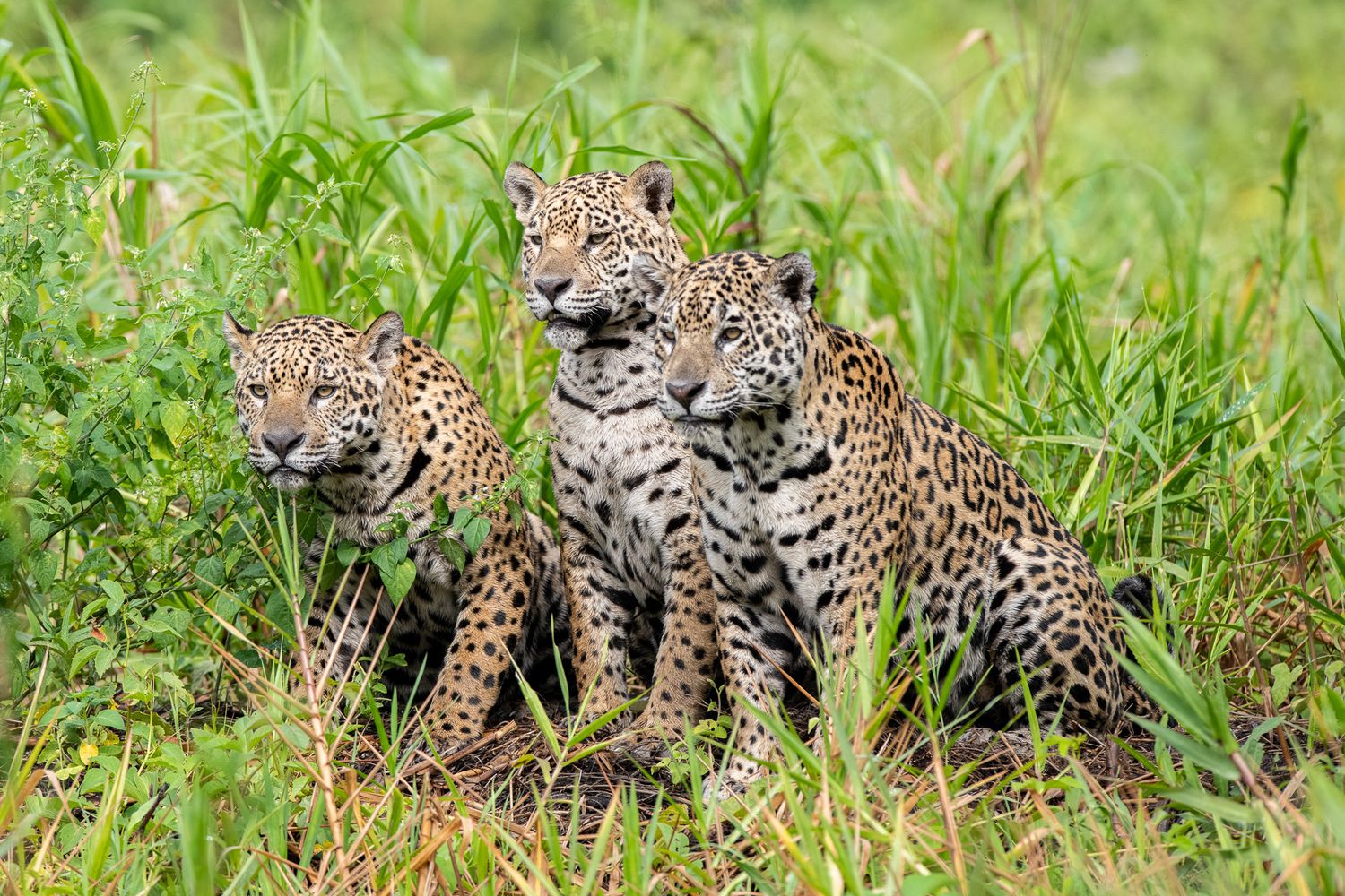 A family of three jaguars