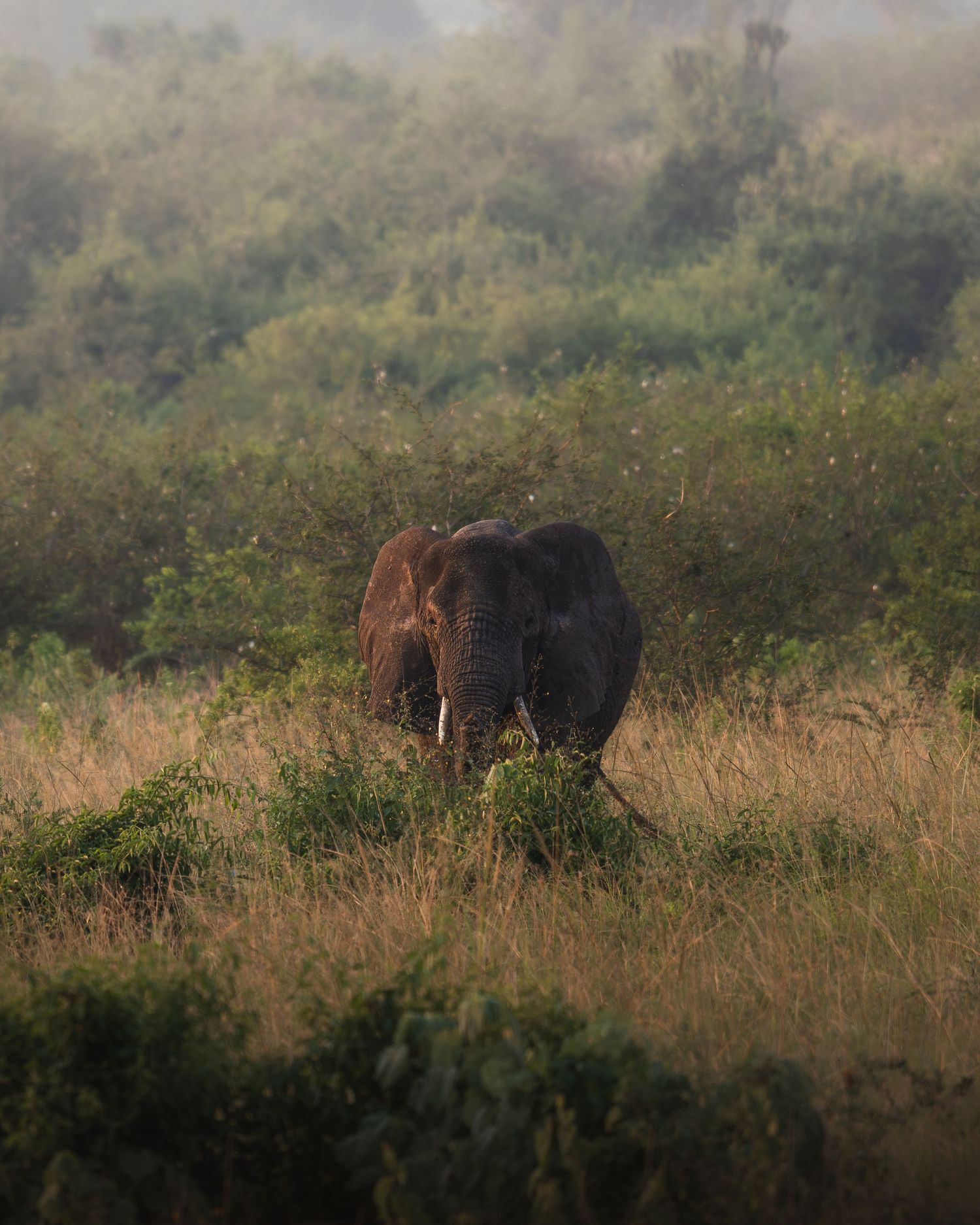 elephant in the tall grasses of Queen Elizabeth National Park, Uganda