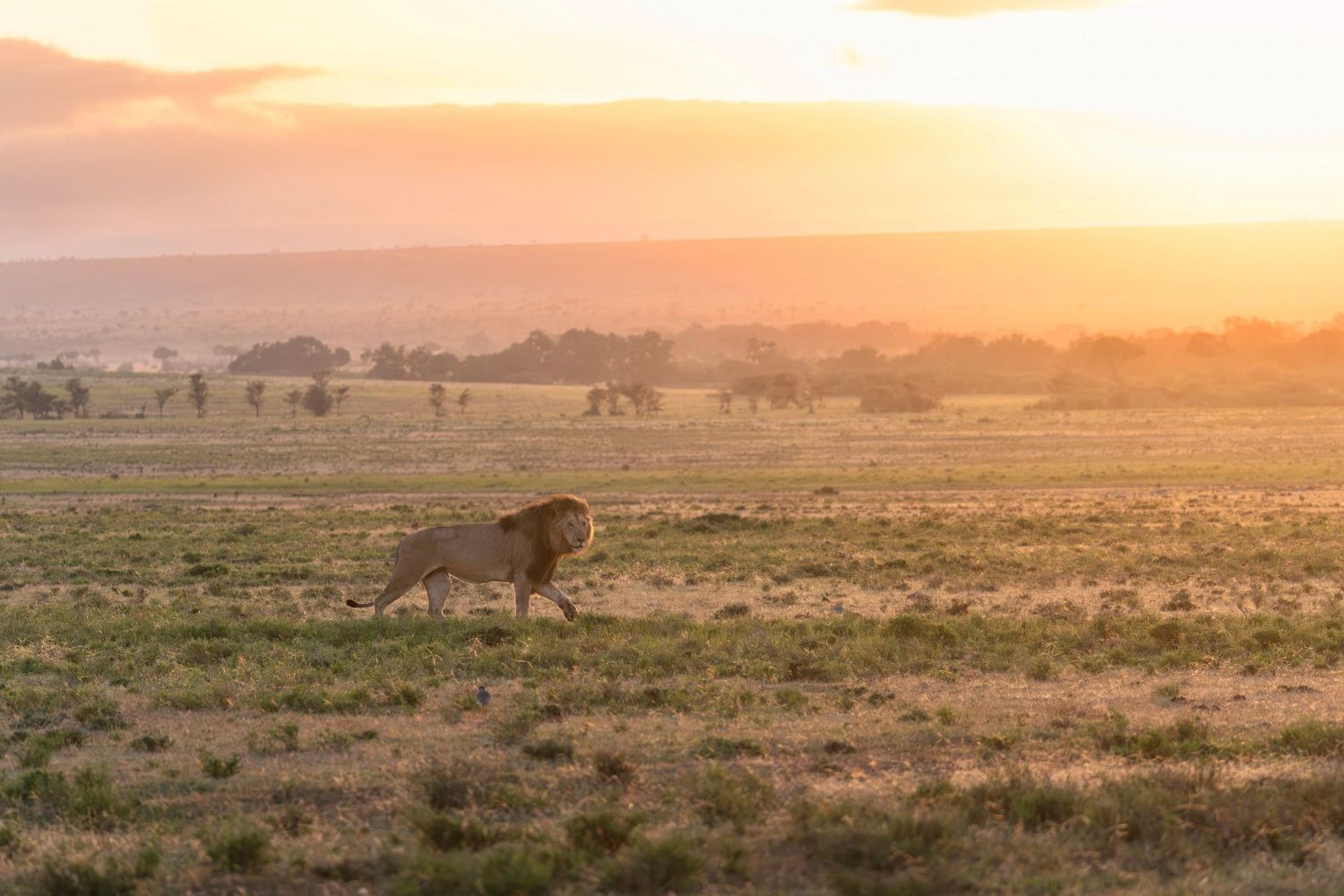 Male lion walking at sunrise