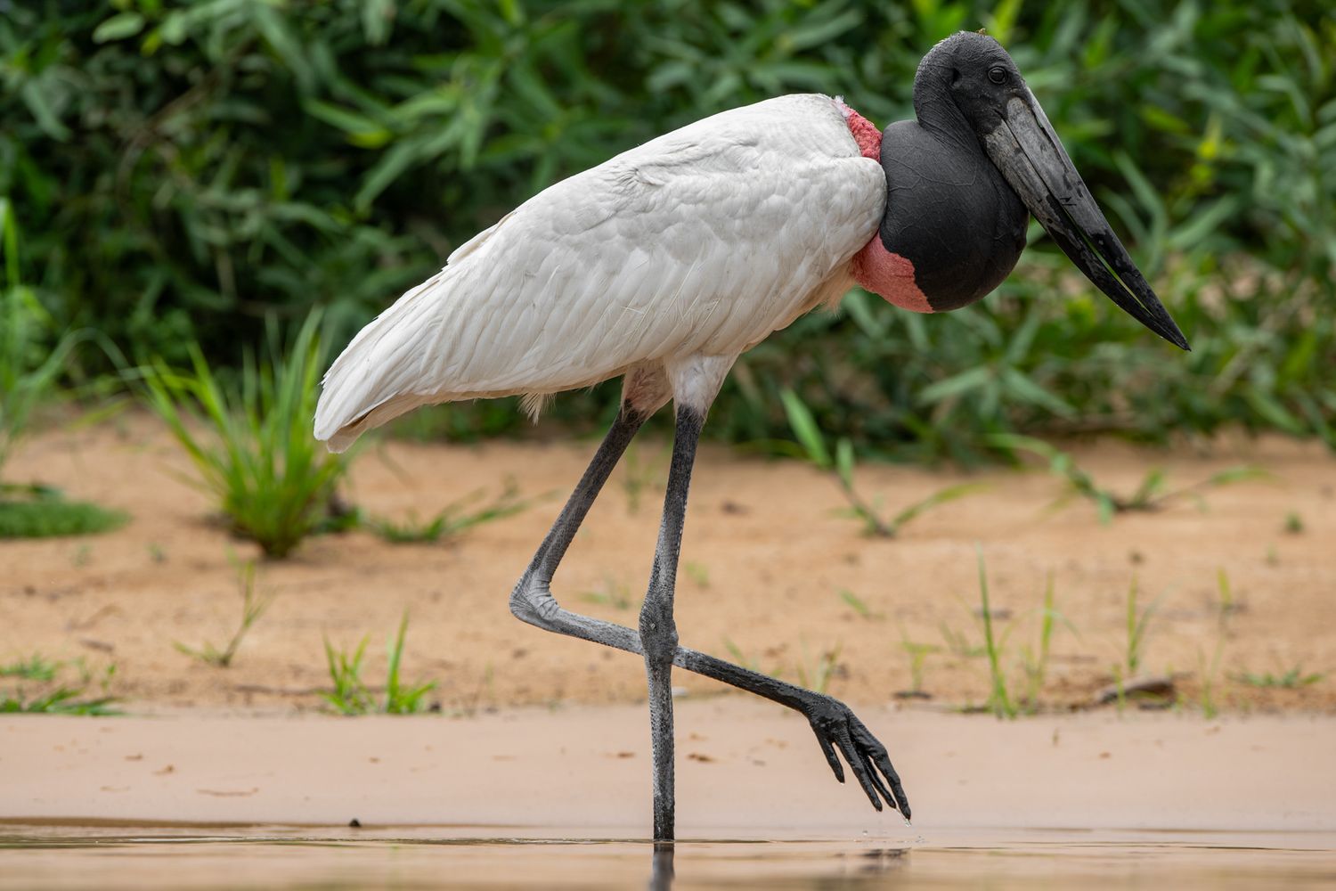 Stork