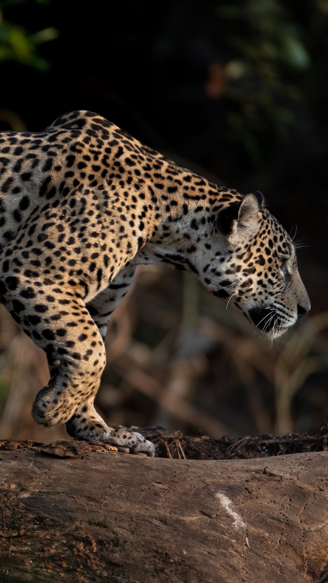 Jaguar stalking along the river
