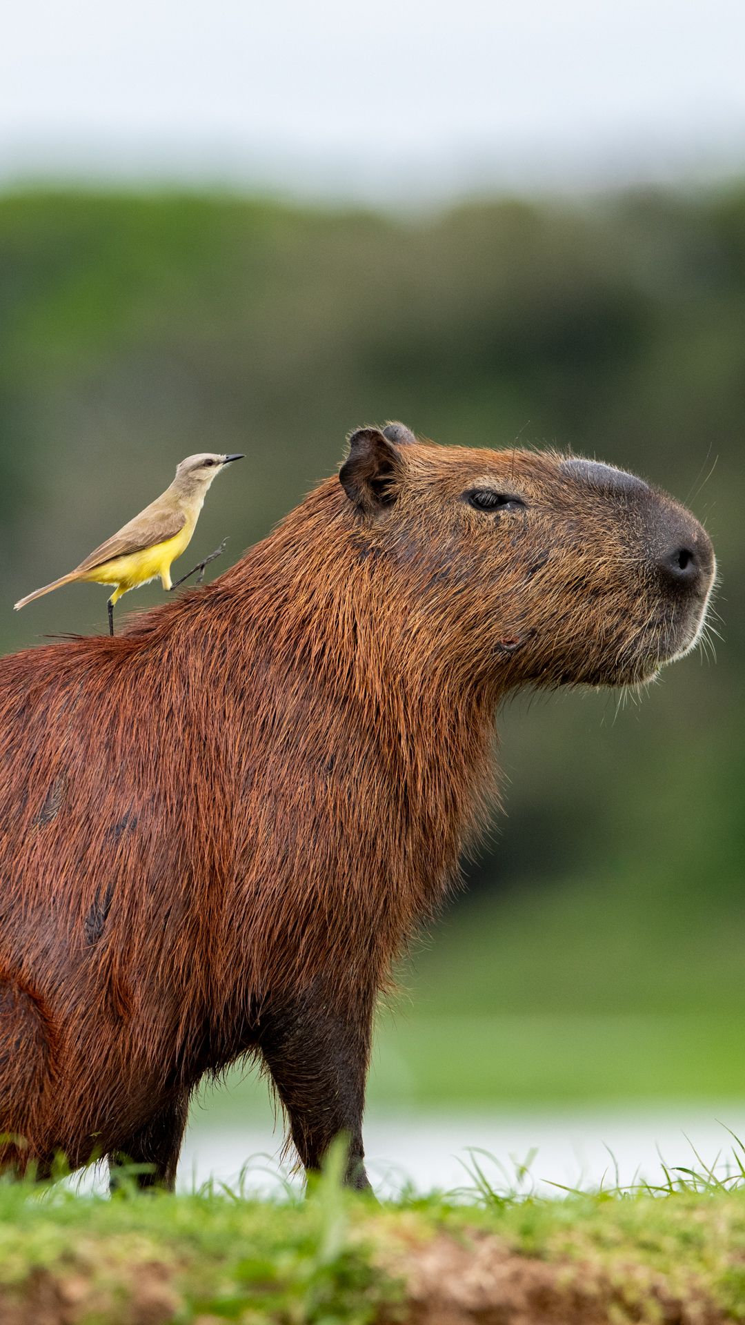 Capybara and bird