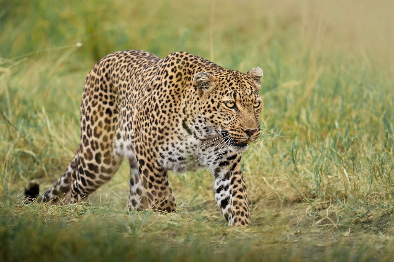 Leopard walking in grass