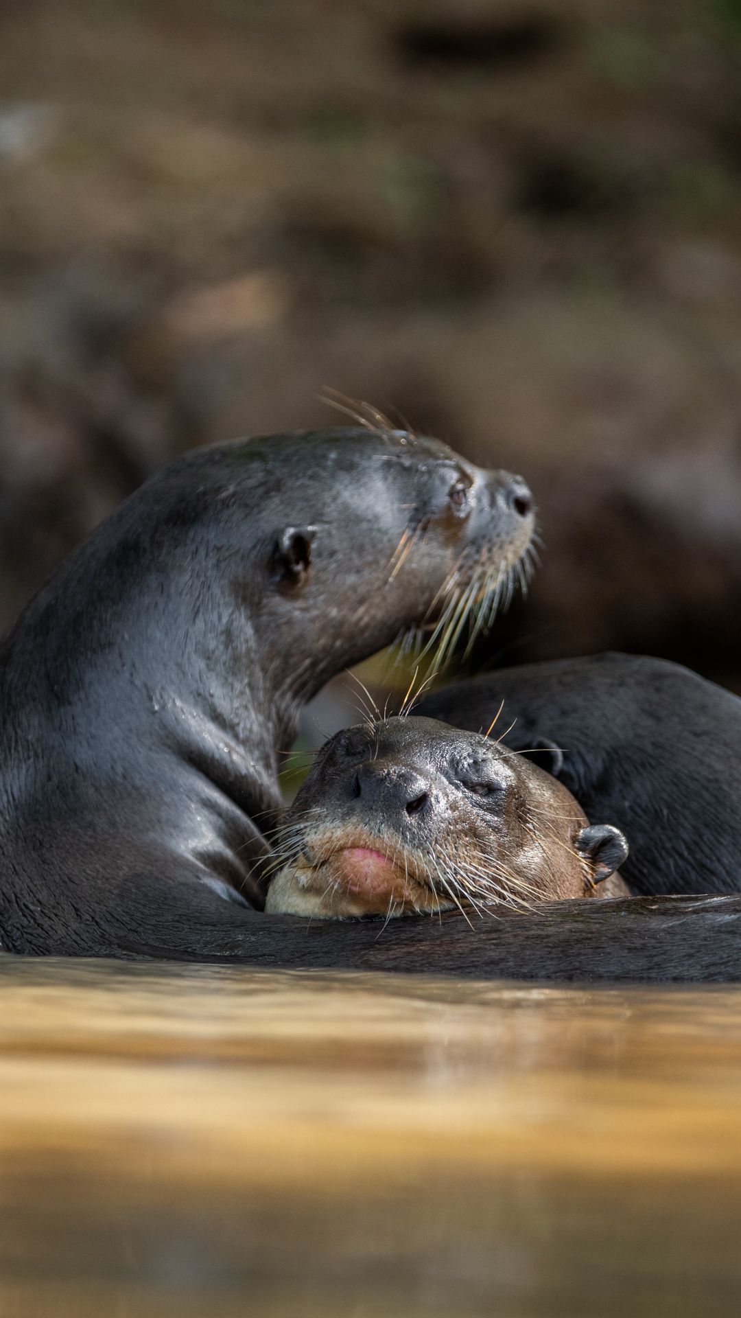 River otters cuddling