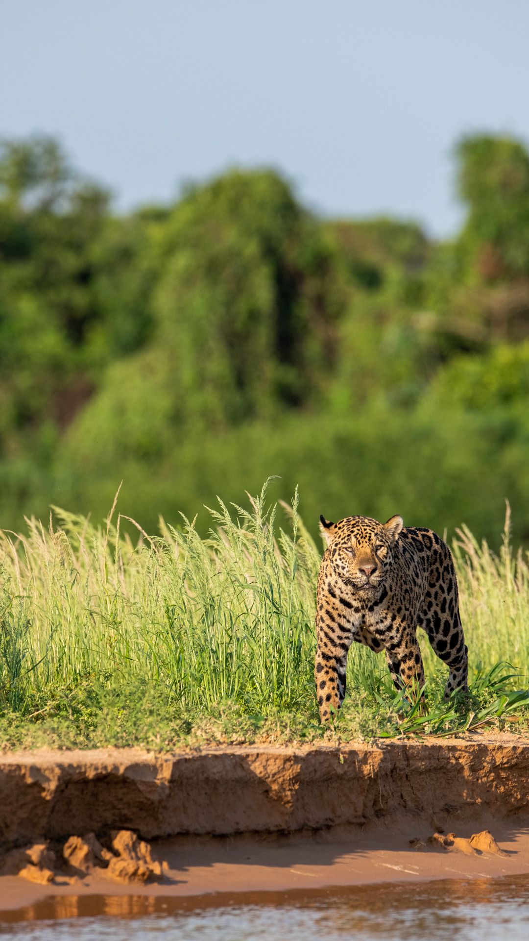jaguar along the river