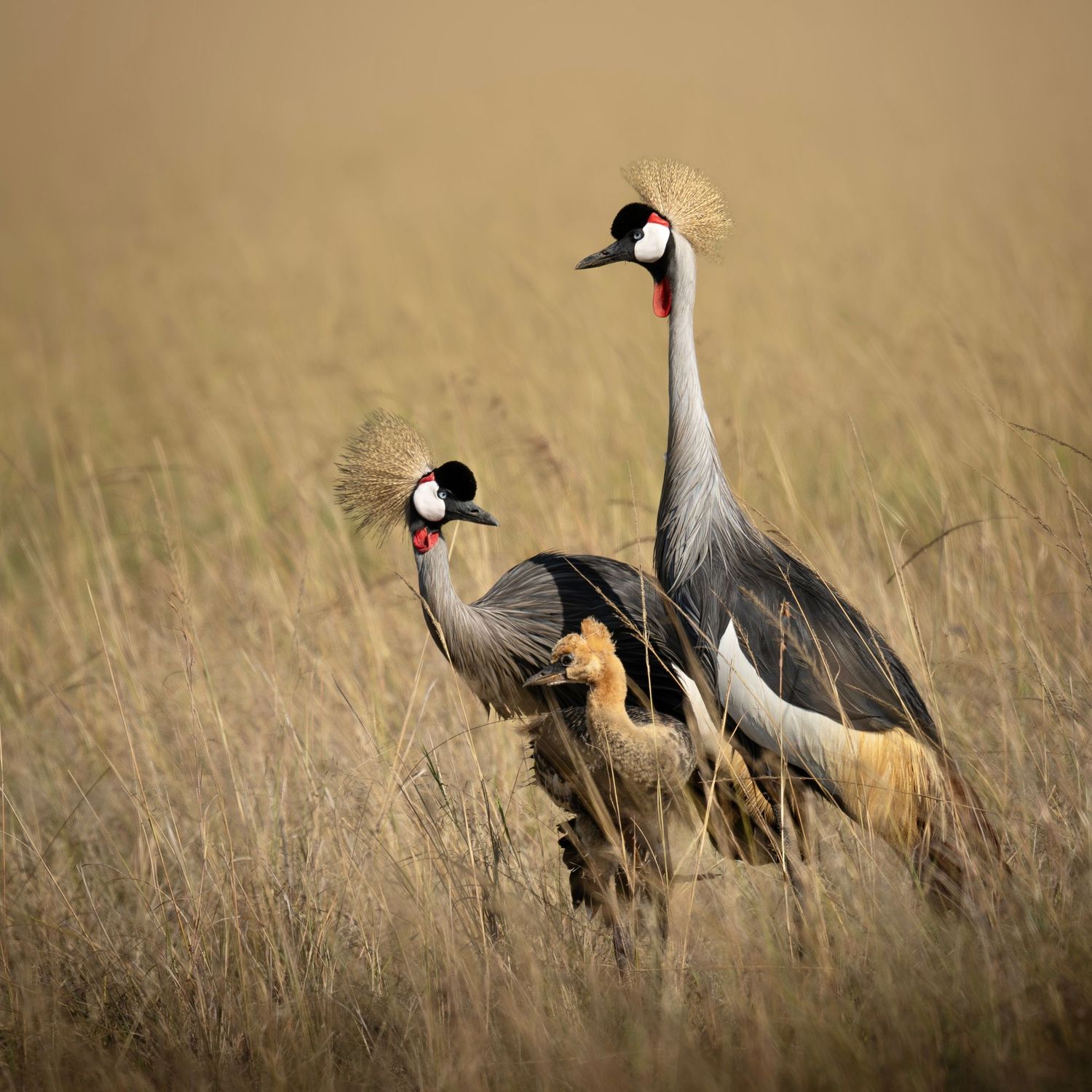 Family of crowned crane