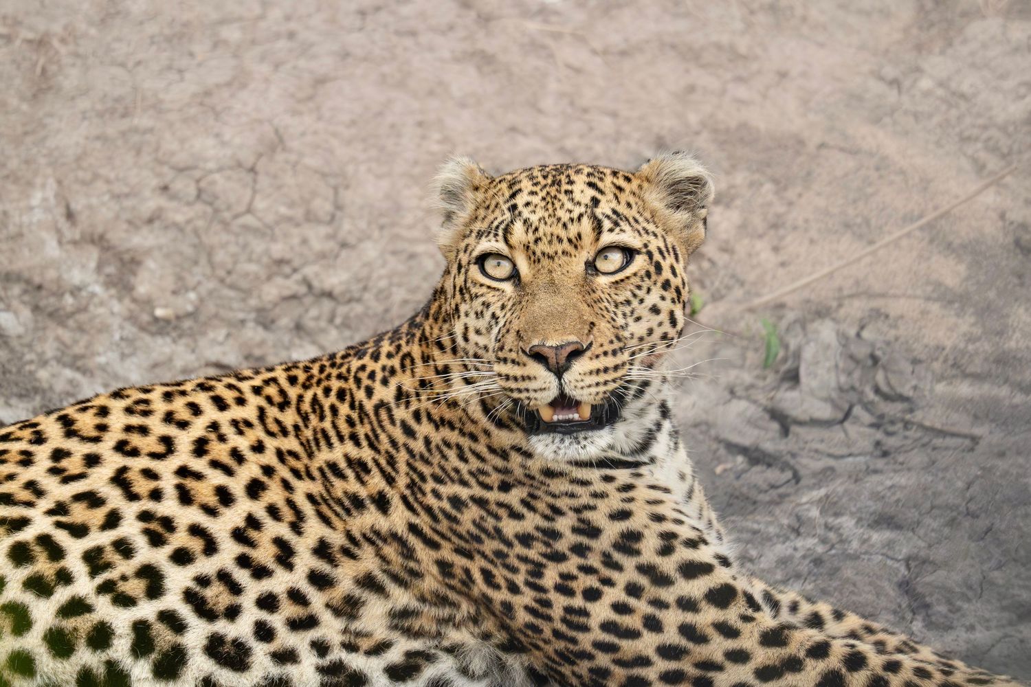 Leopard looking up