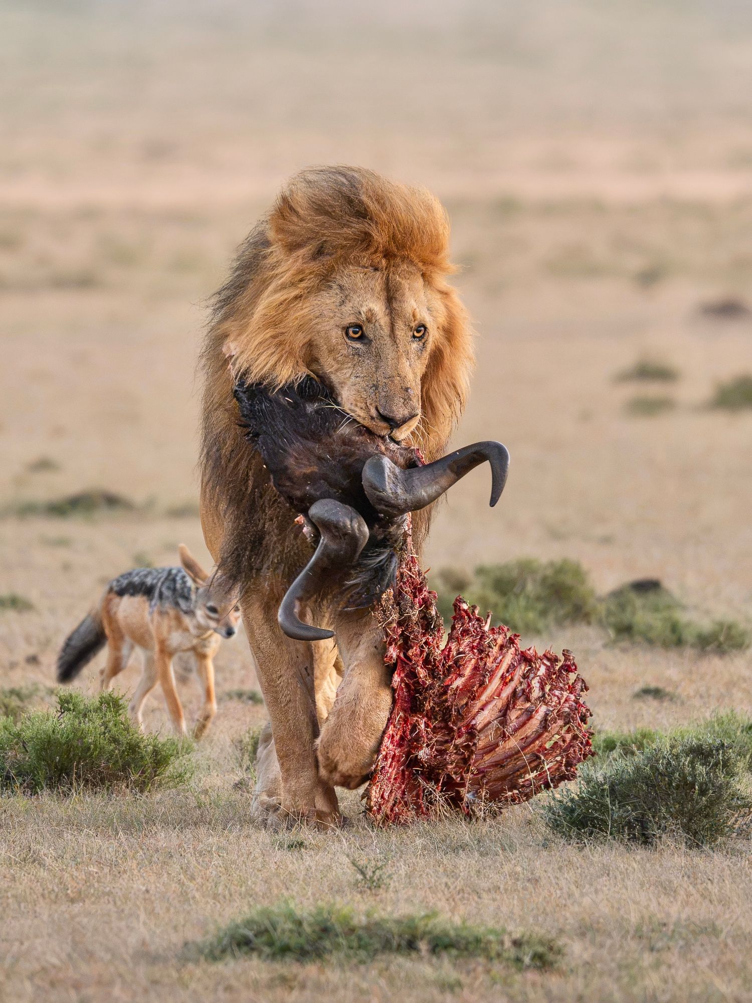 Lion dragging wildebeest carcass across Mara with jackal following closely behind