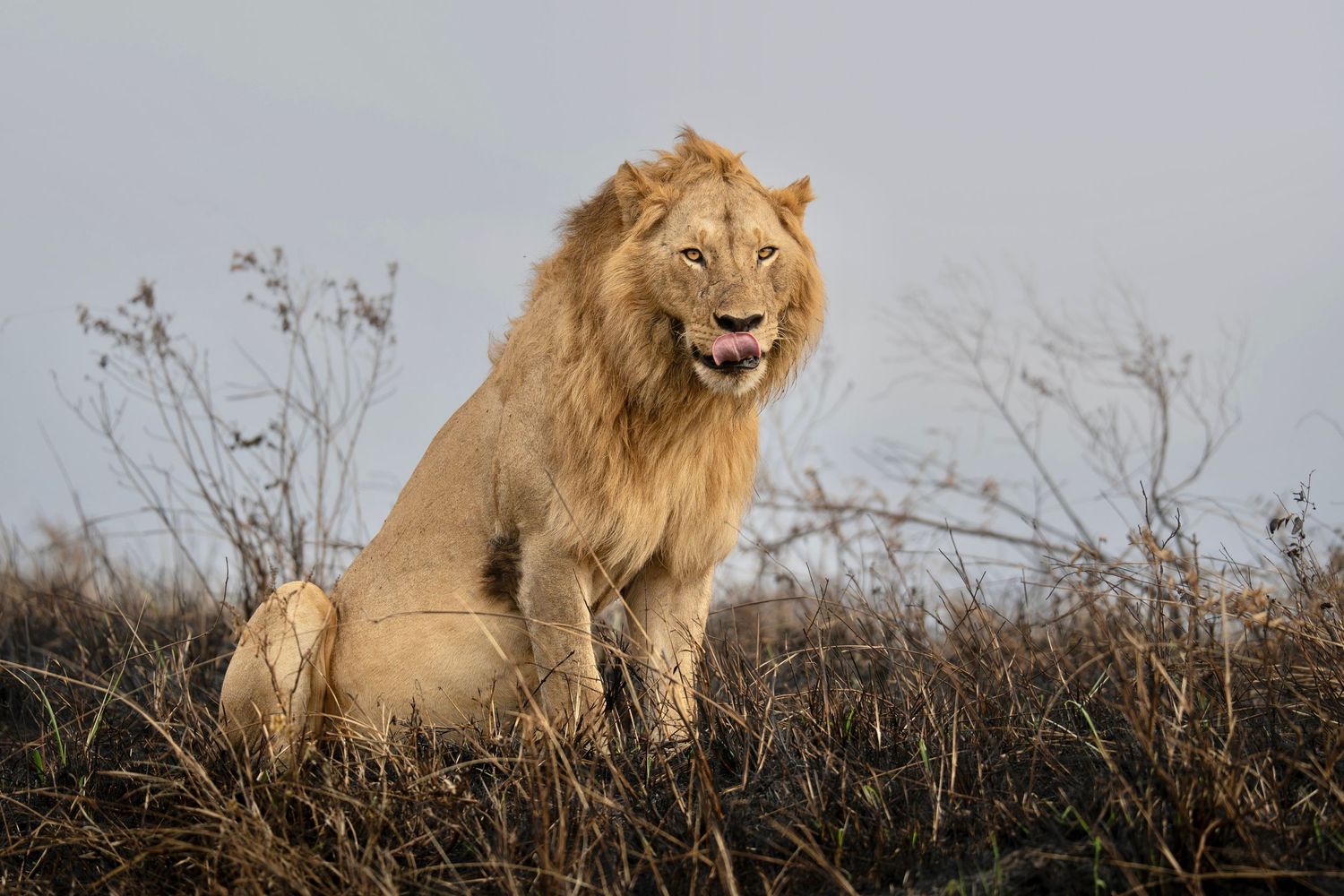Lion in burnt grass