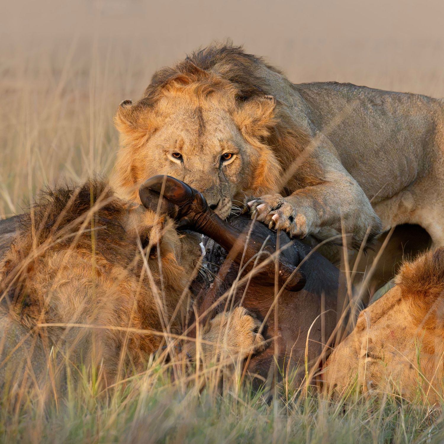 Lion killing buffalo