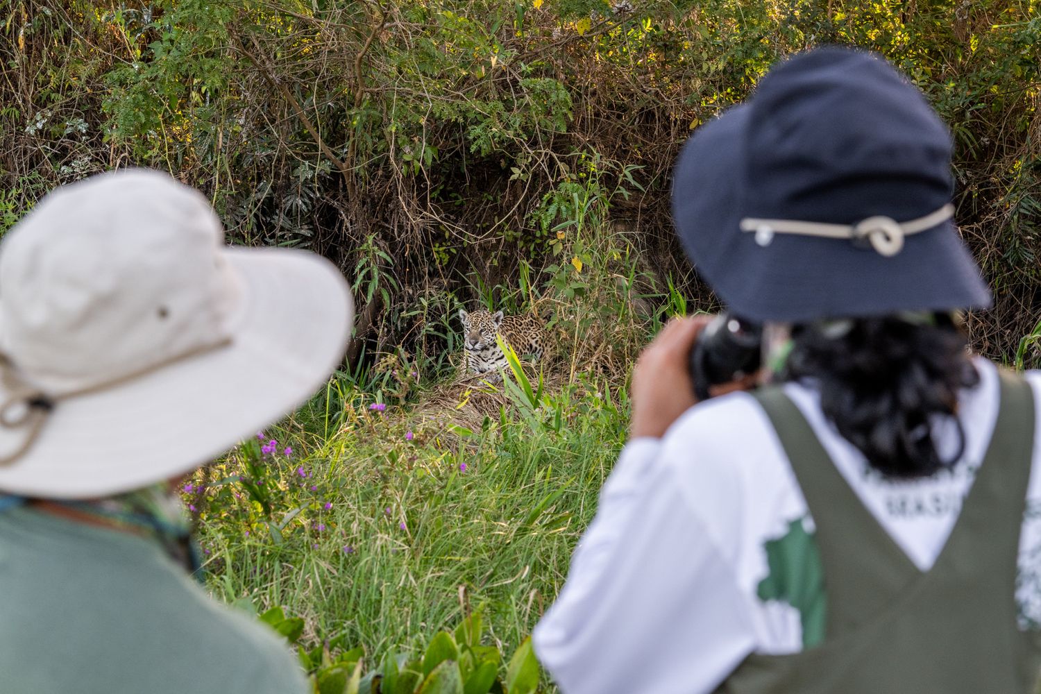 Guests viewing a jaguar on safari