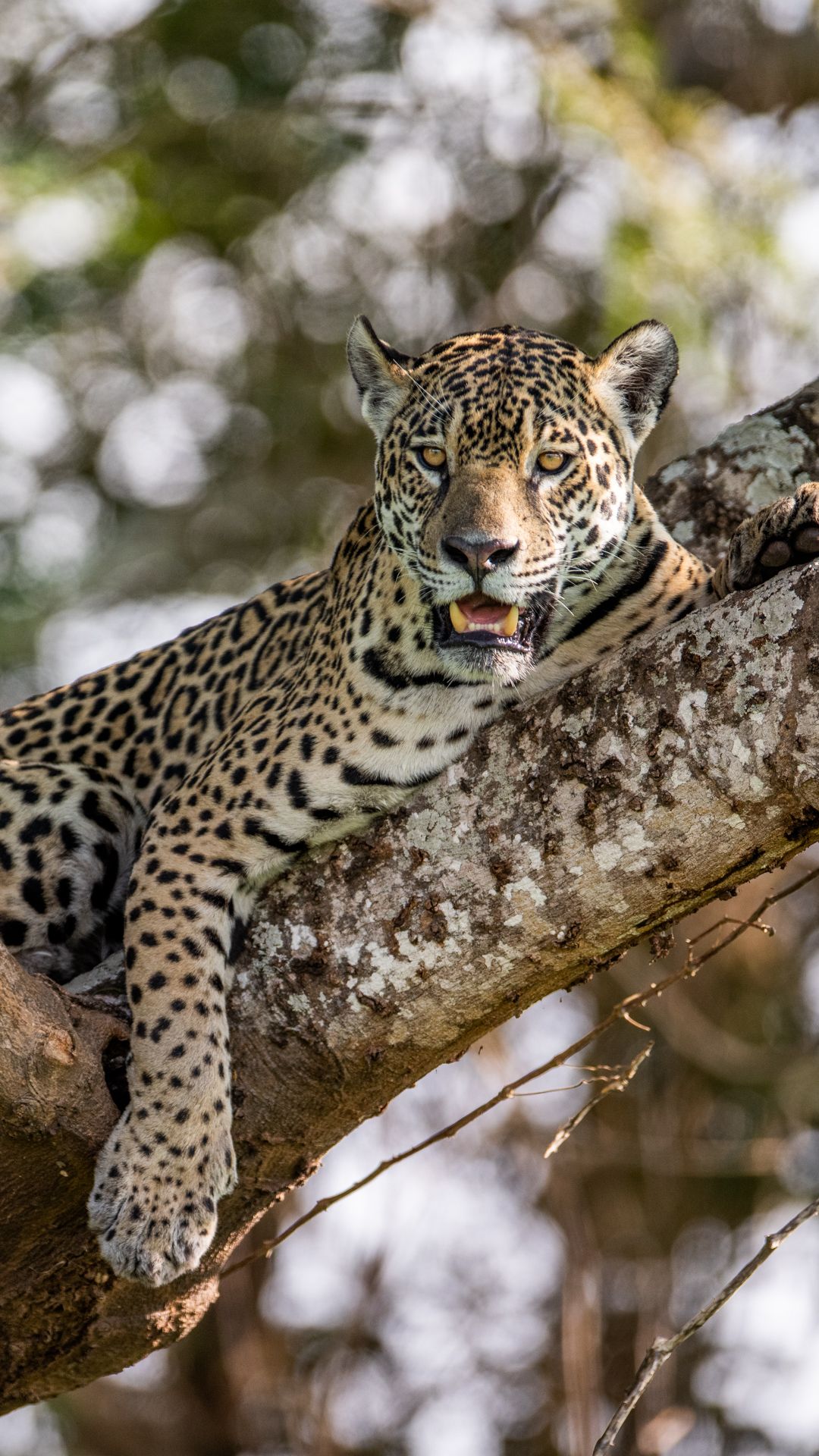 Jaguar relaxing on a branch